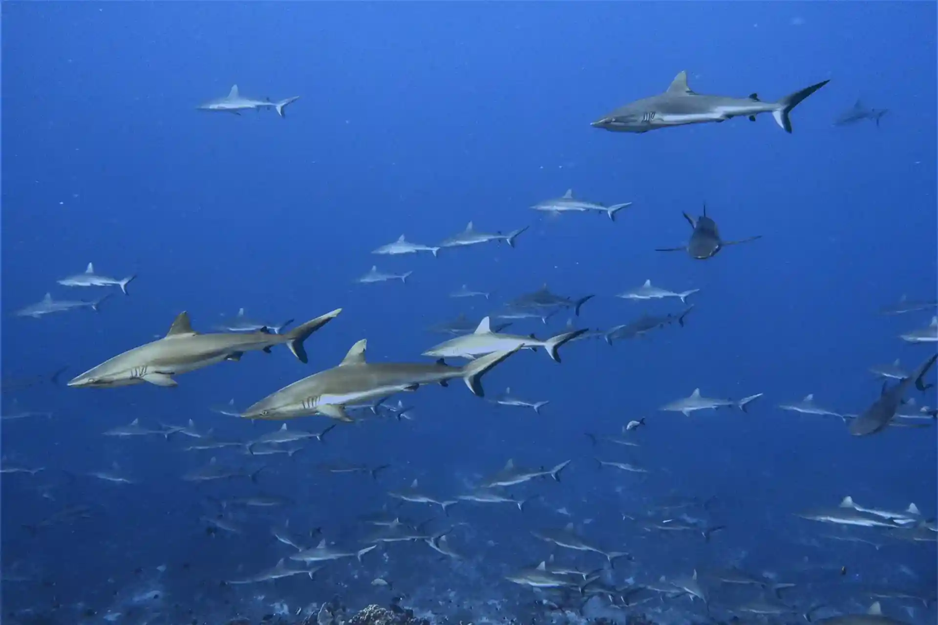 Dive shop photo