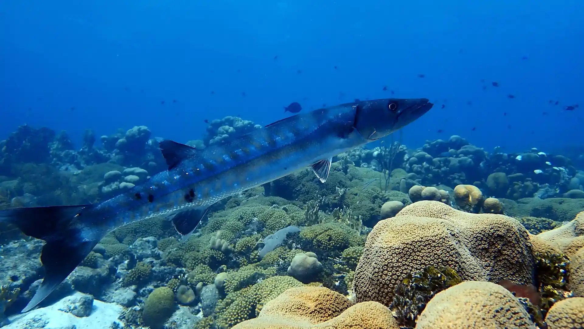 ダイビングサイトの写真