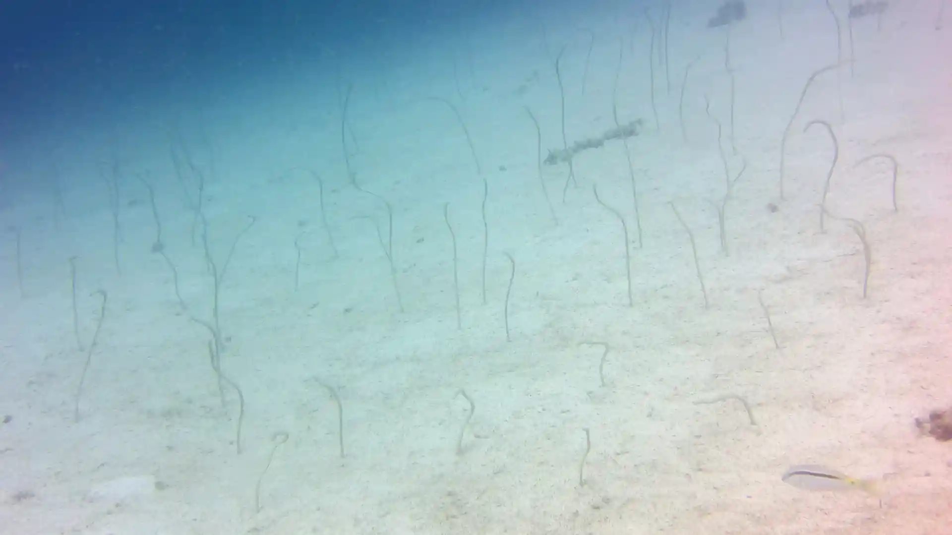 Dive site photo