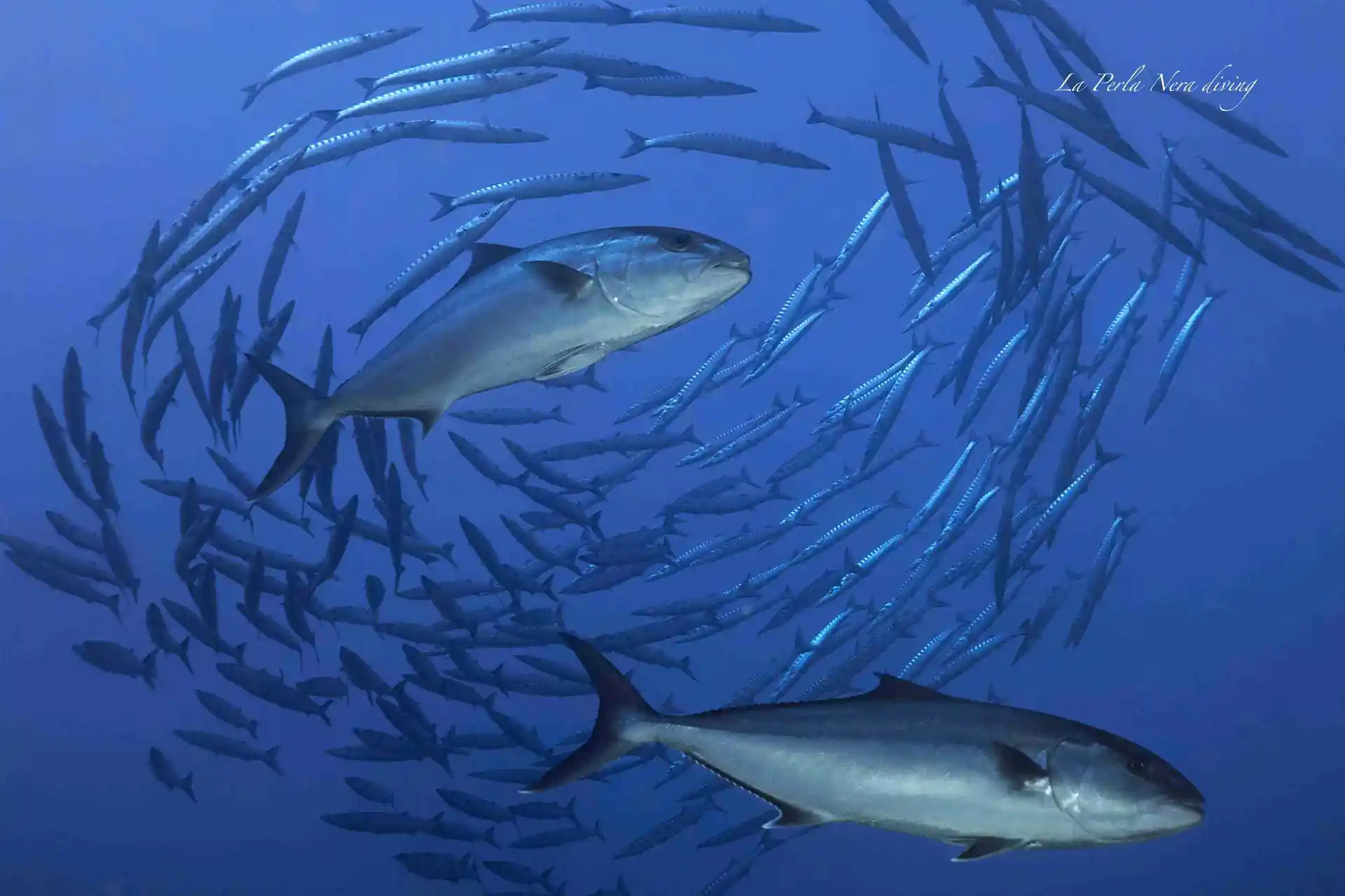 Dive site photo