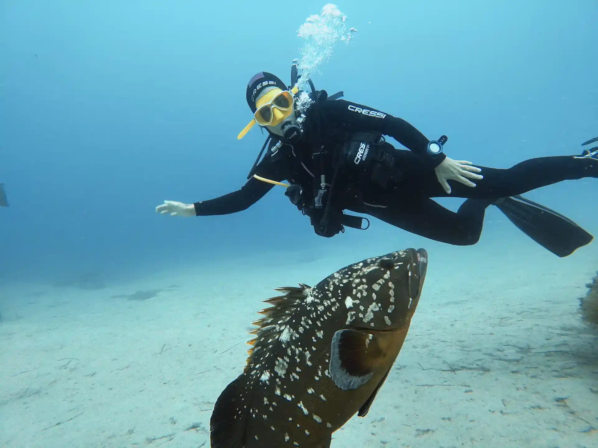our huge friendly groupers at the lighthouse dive