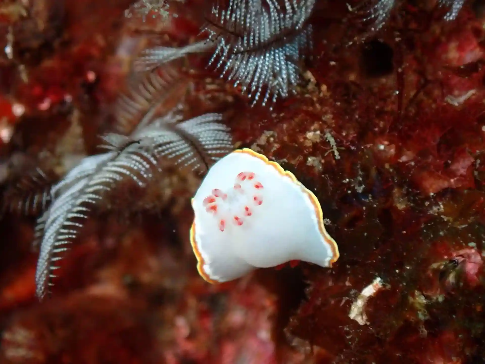 ダイビングサイトの写真