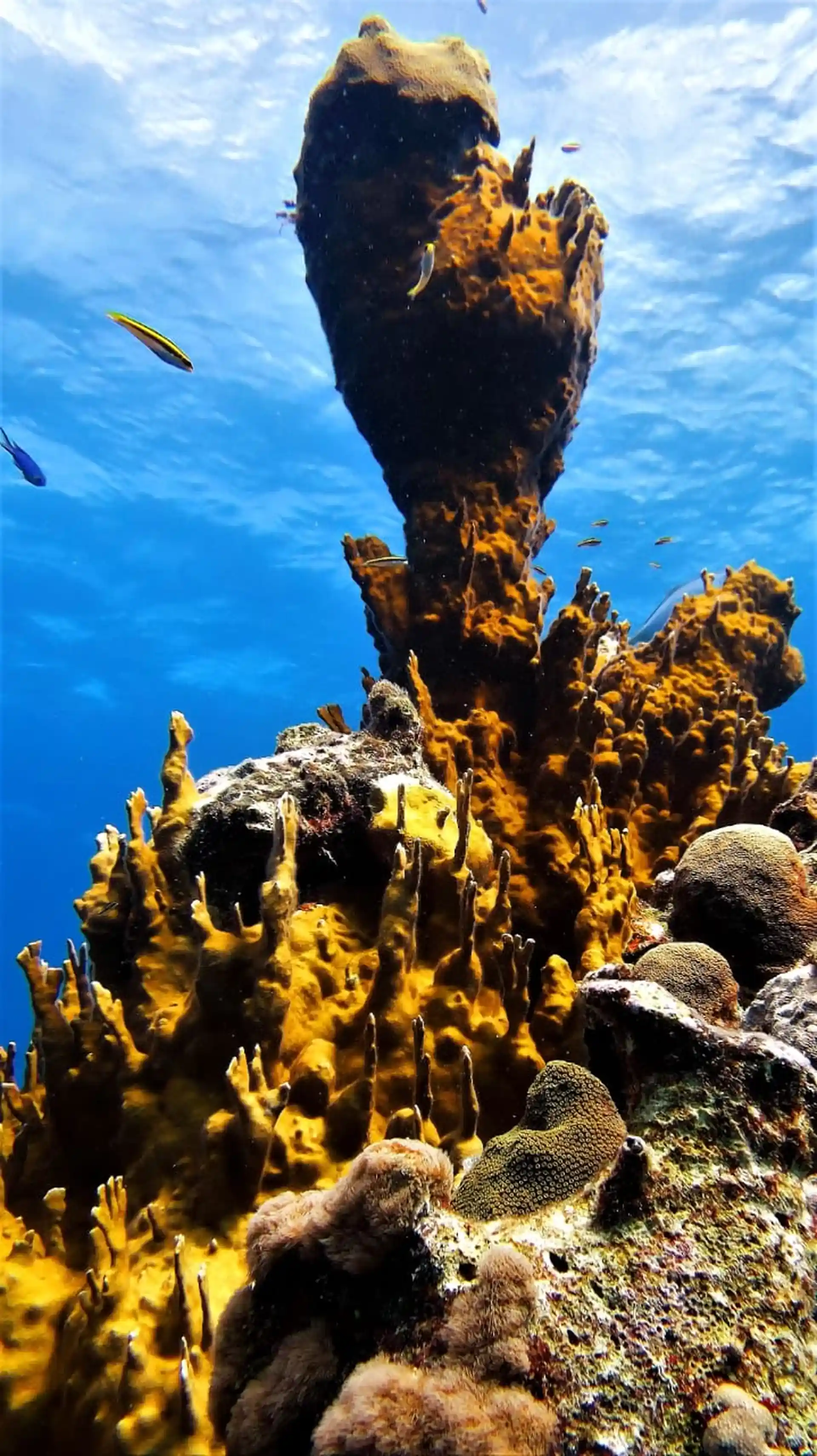Dive site photo