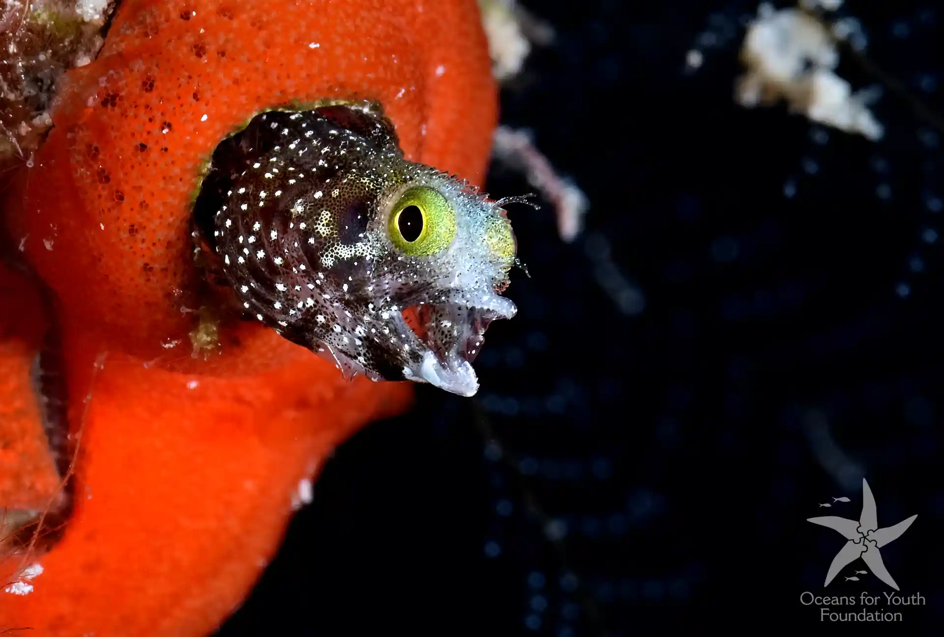 Dive shop photo