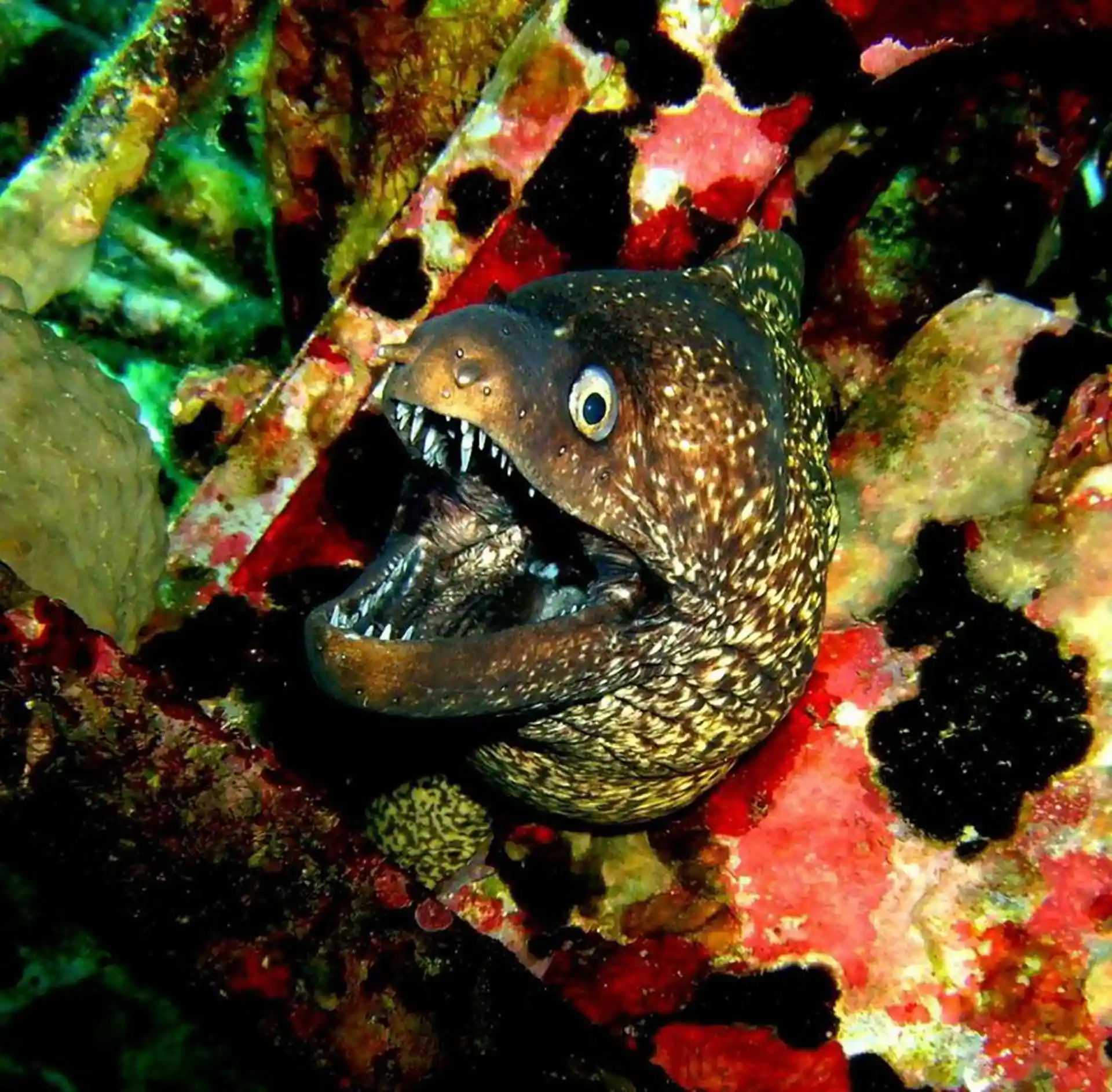Dive site photo