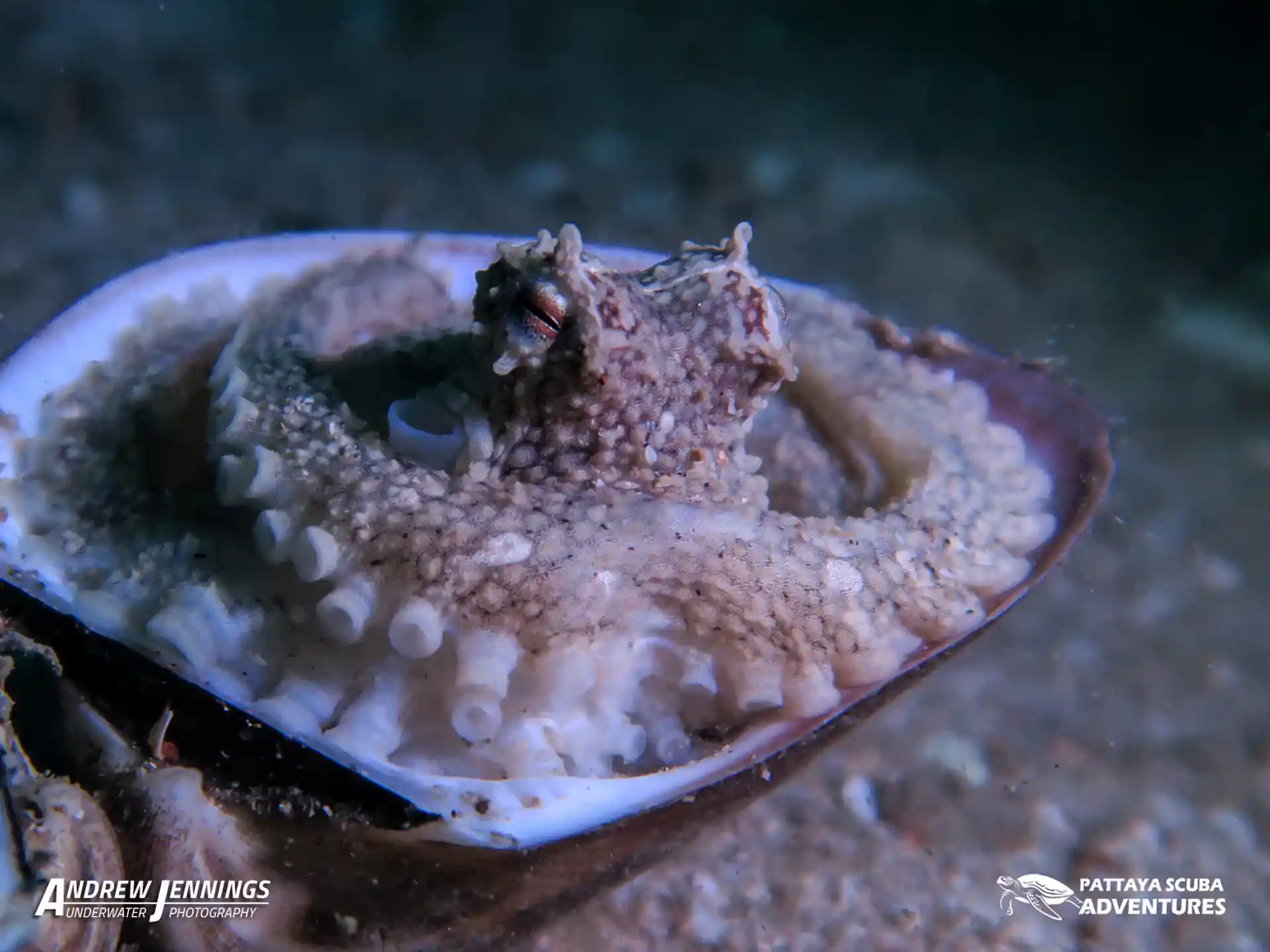 ダイビングサイトの写真