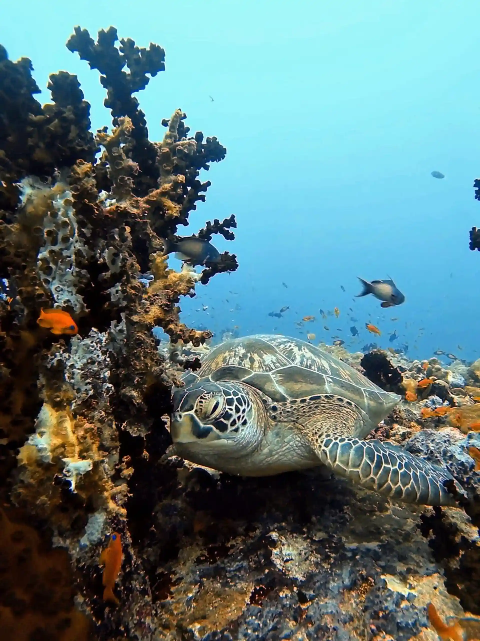 Dive site photo