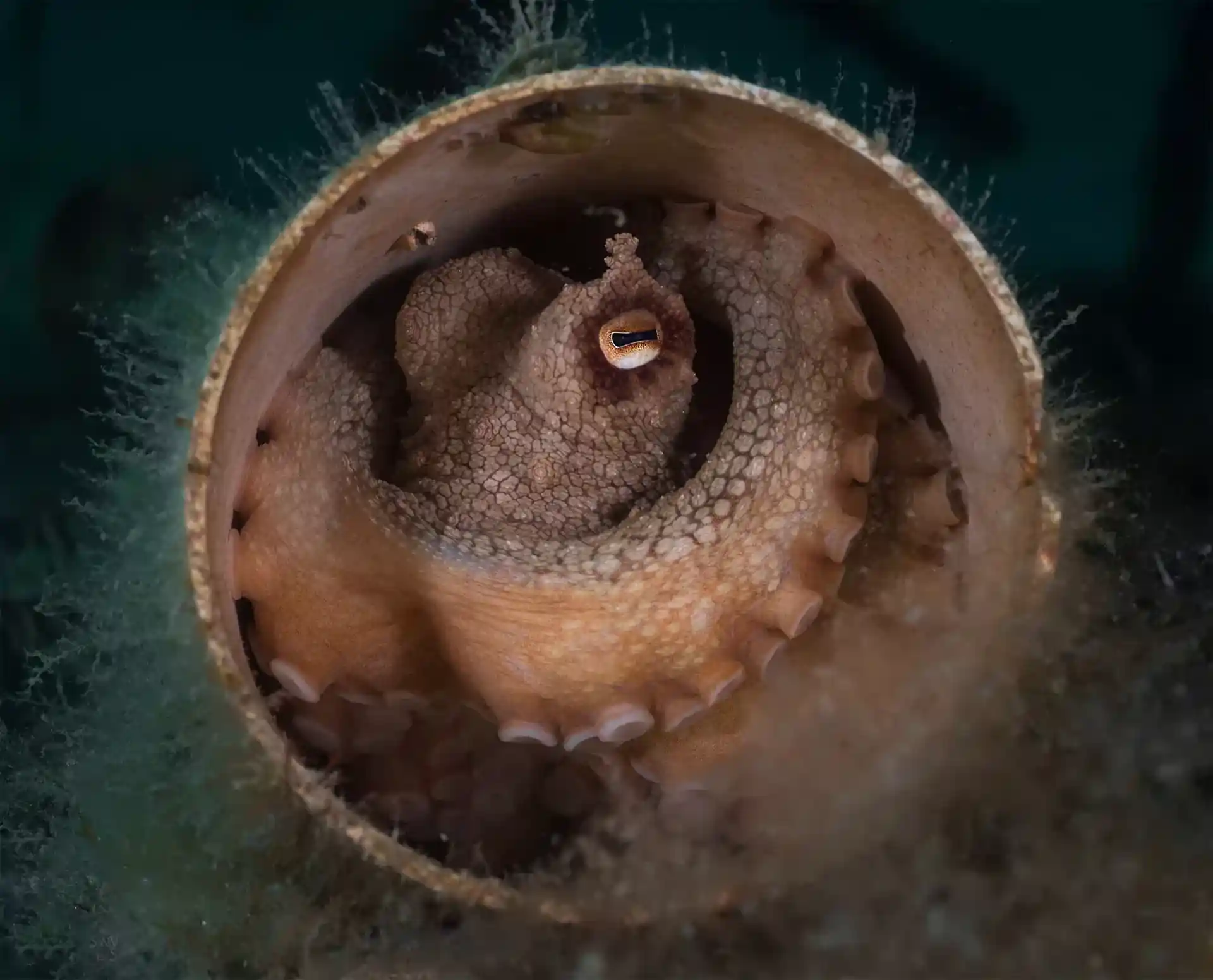 Dive site photo