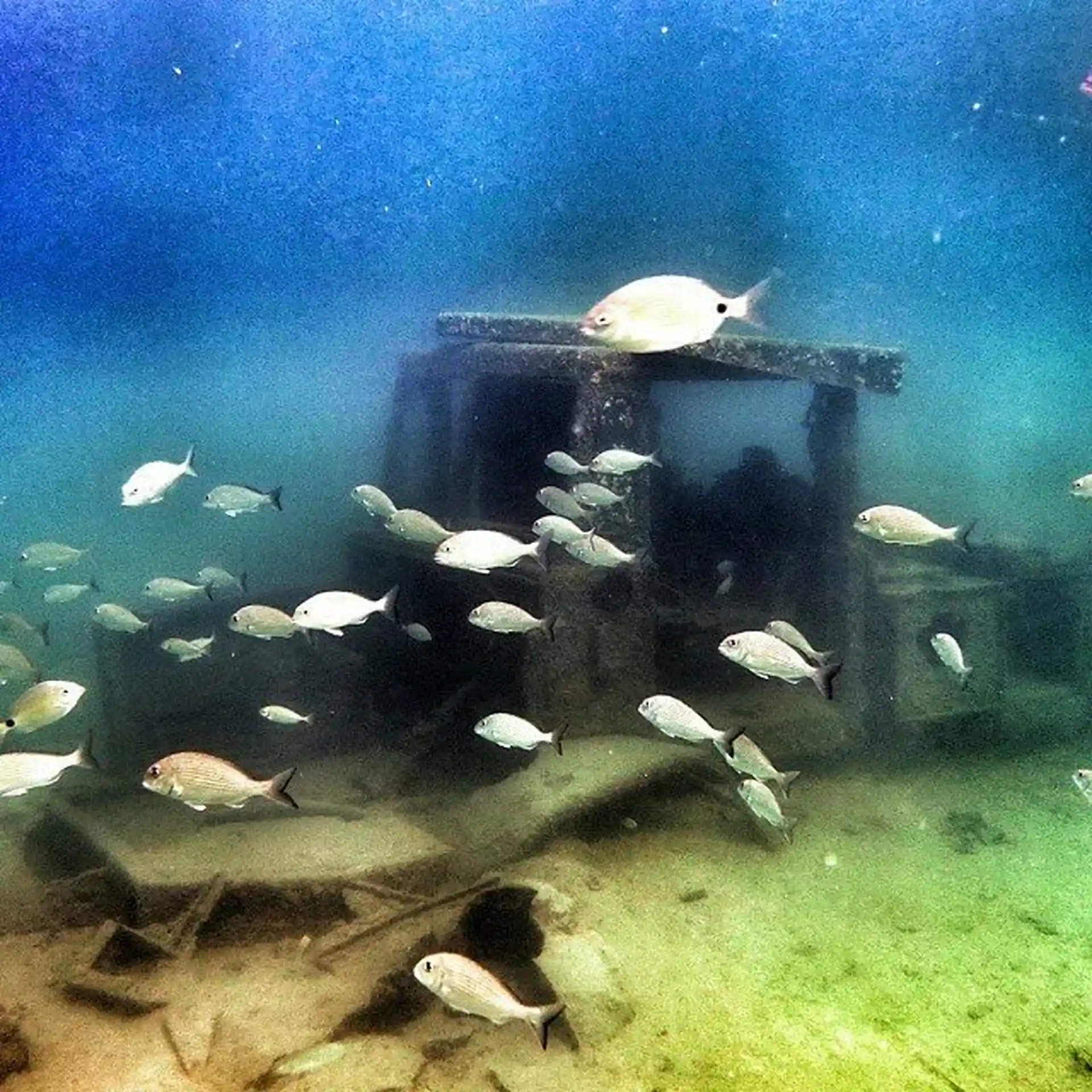 Sitio de buceo de los restos de la Guerra del Golfo en Halfmoon Beach