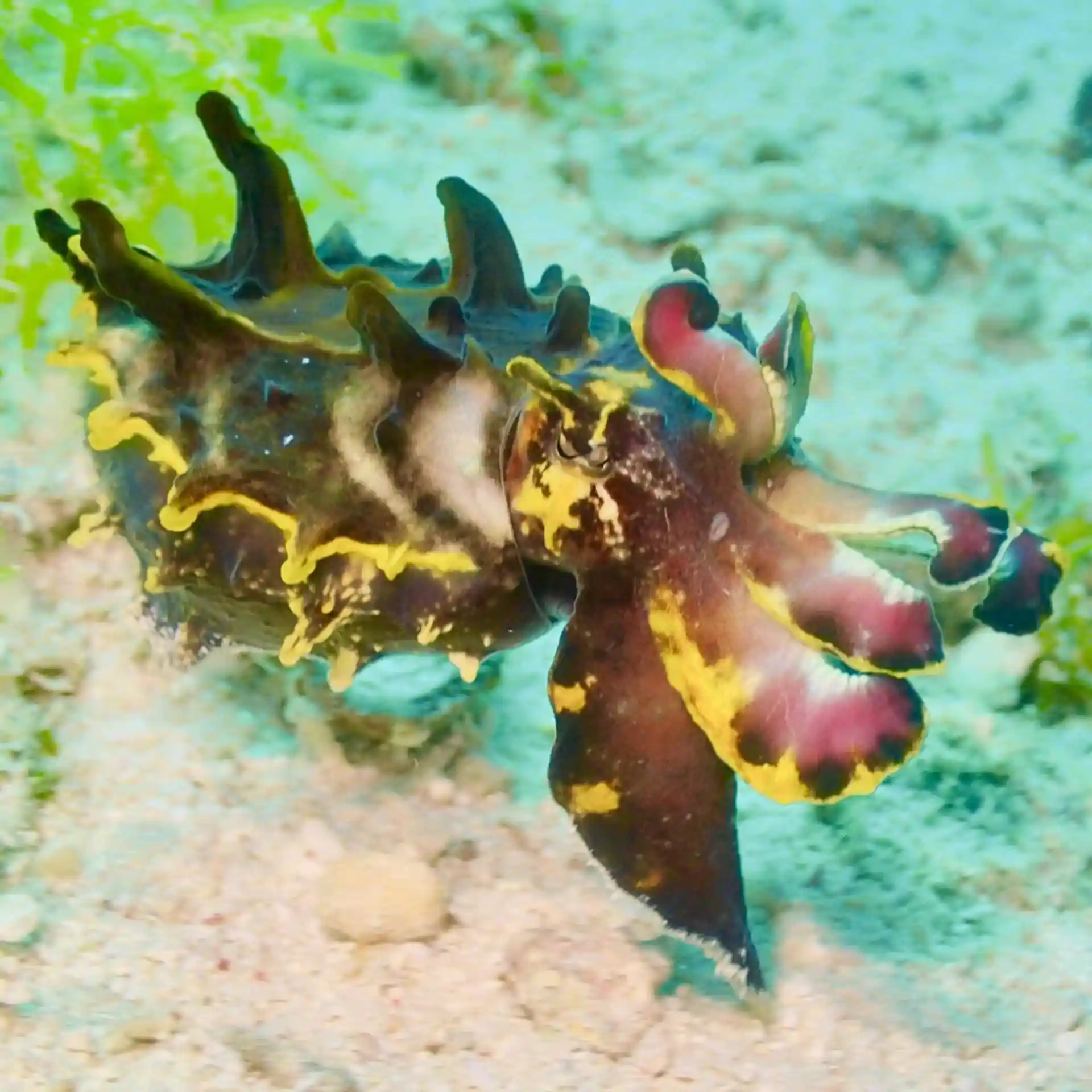 Foto del sitio de buceo