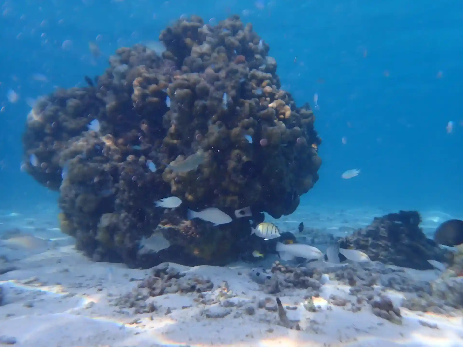 Dive shop photo