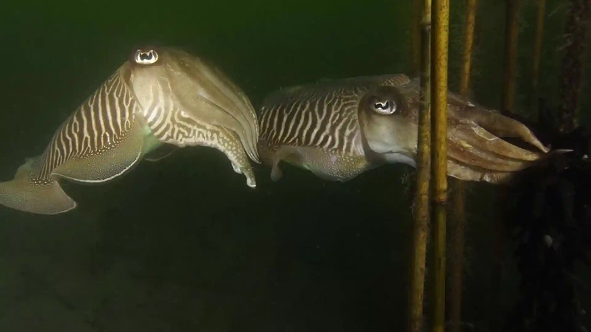 Dive site photo