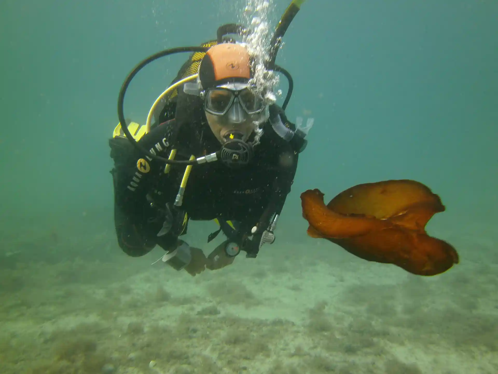 ダイビングサイトの写真