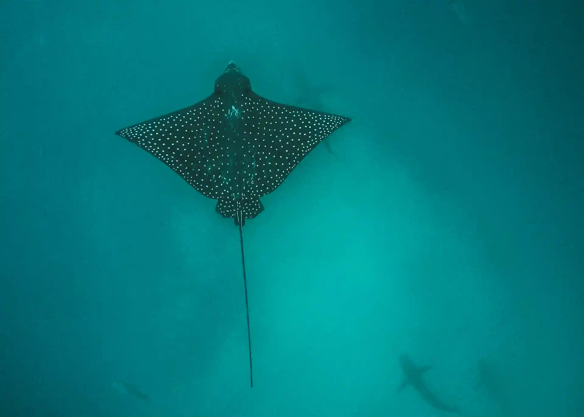 Dive shop photo
