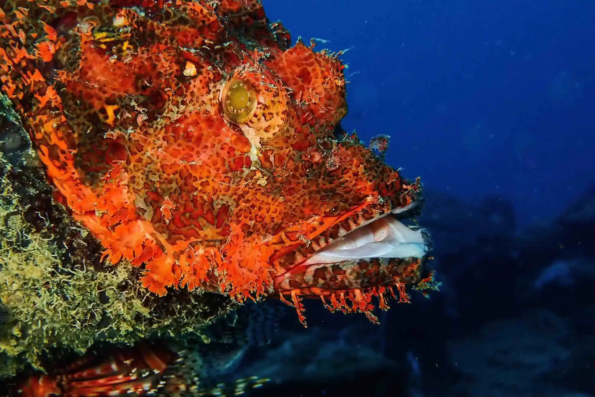 Dive site photo