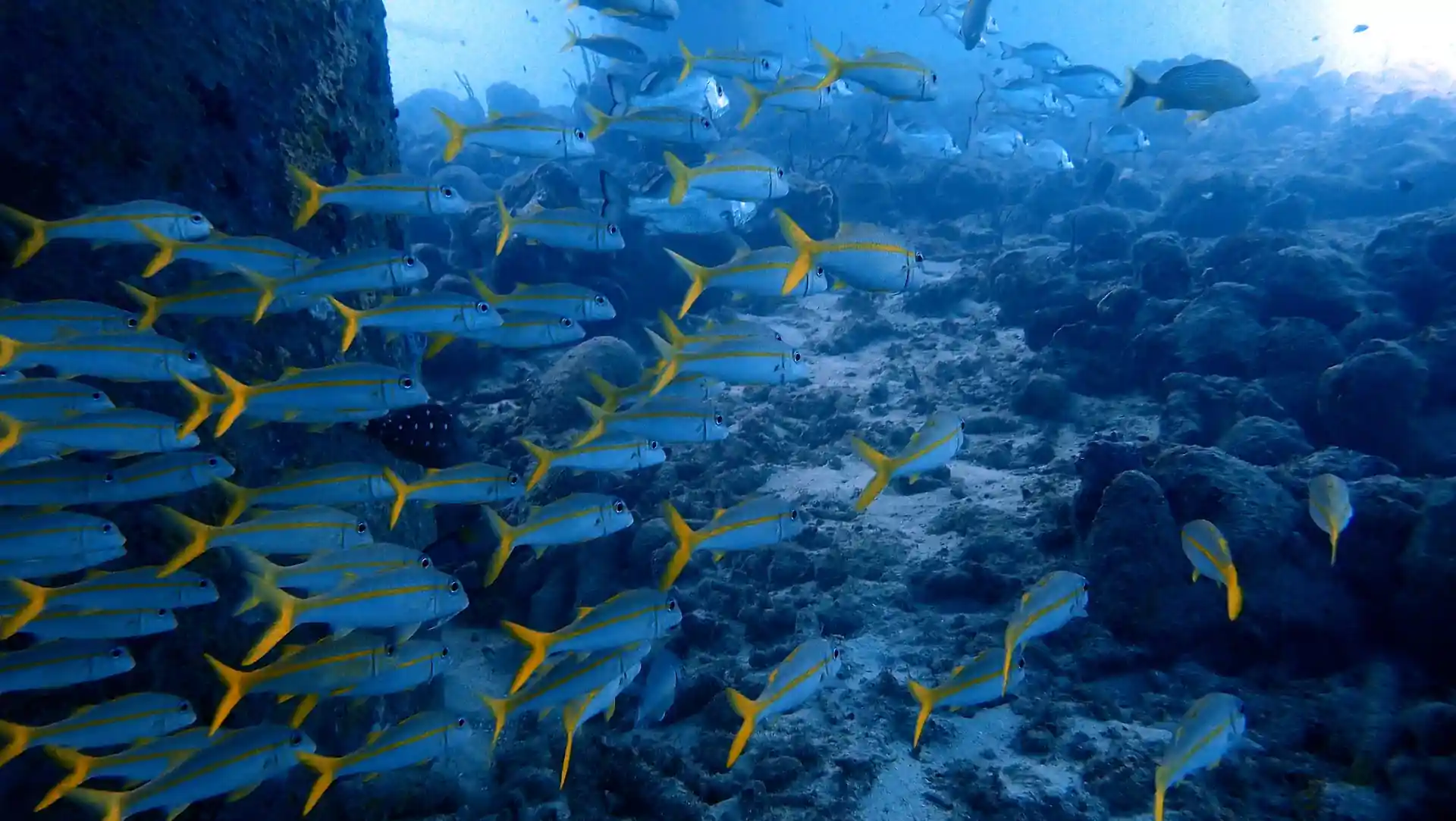 Dive site photo