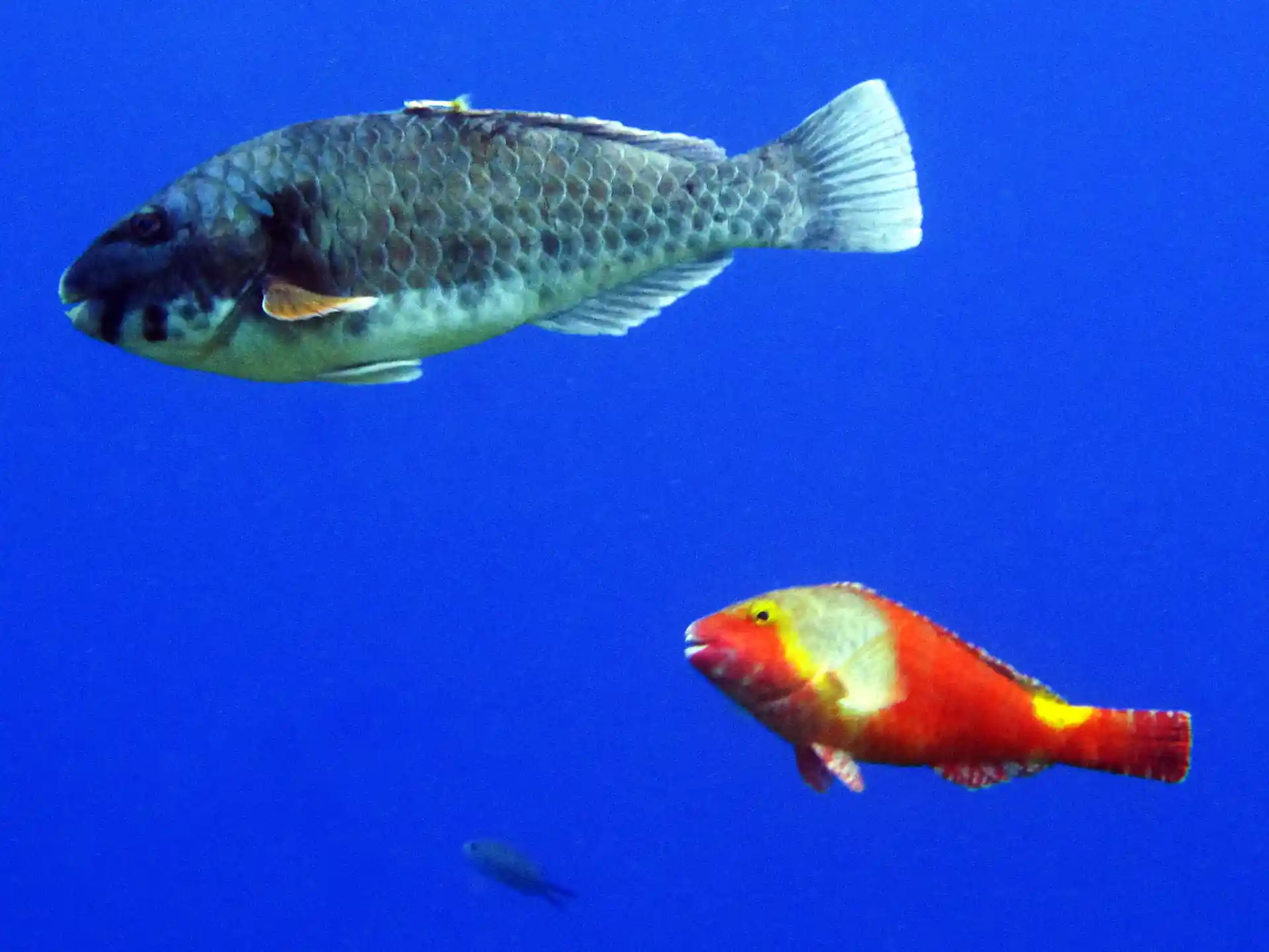 Male and female Parrotfish.