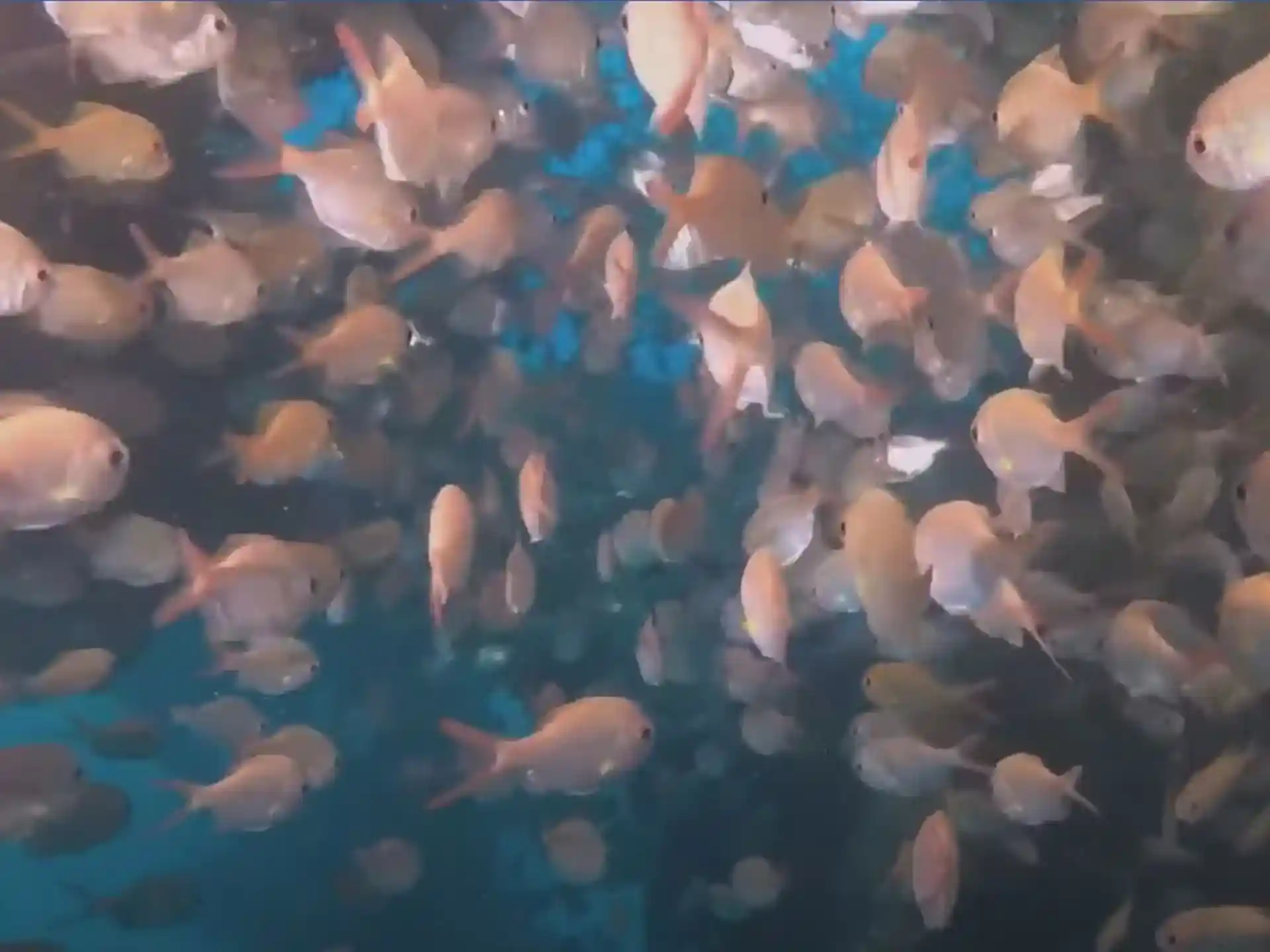 Dive site photo