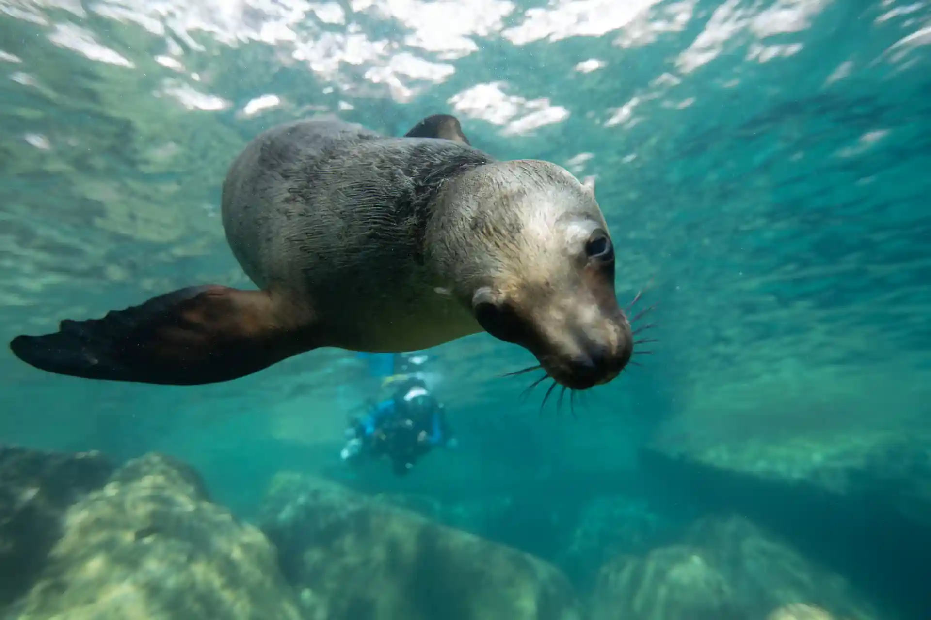 Say hello to a sea lion