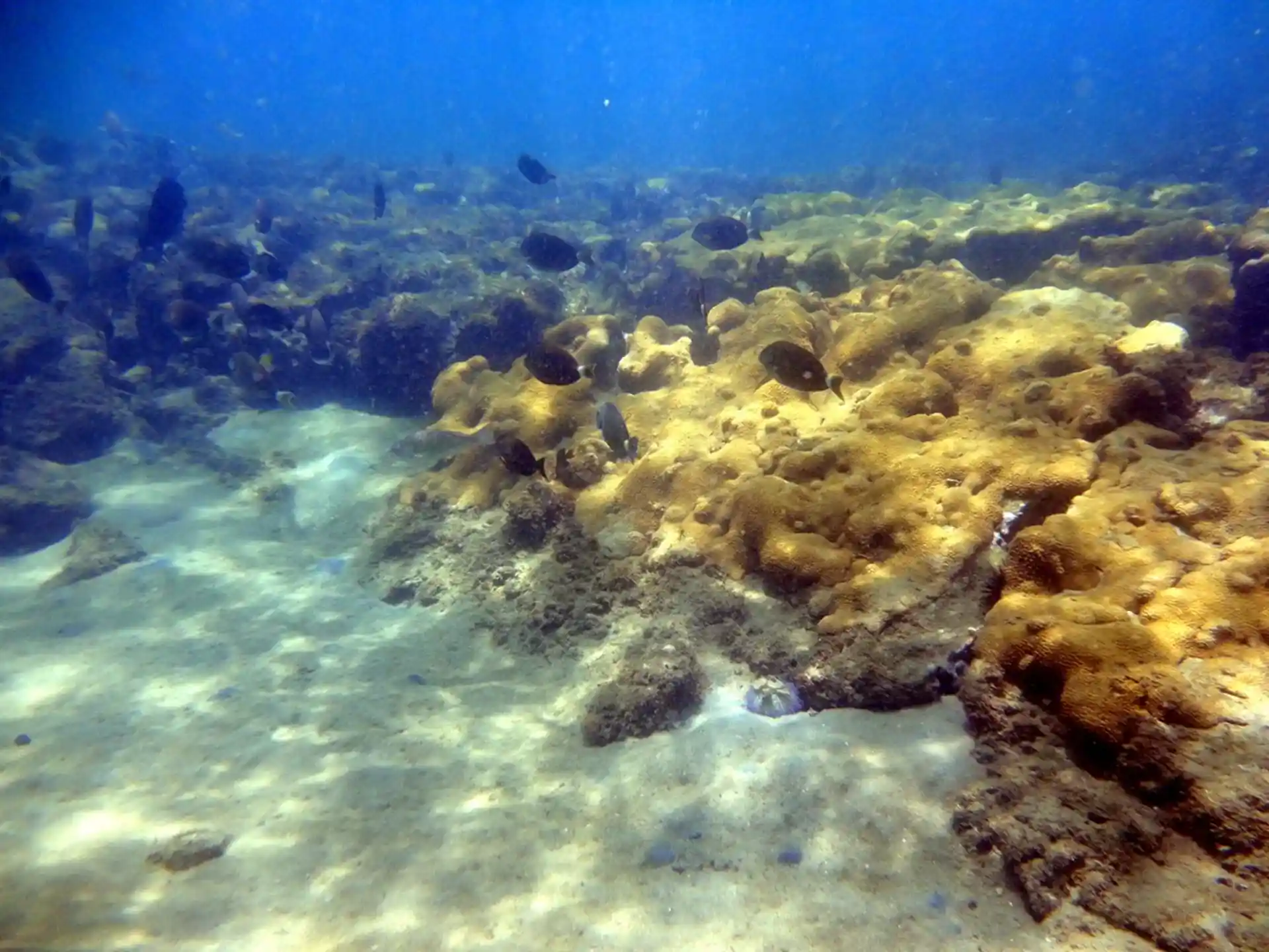 Dive site photo