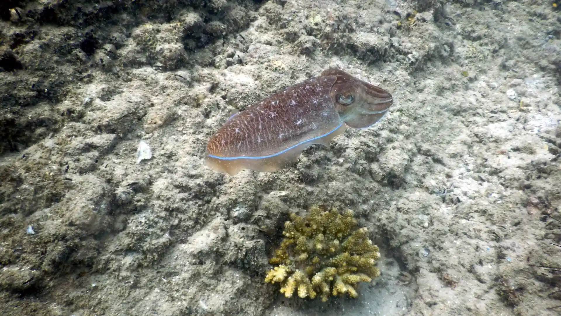 ダイビングサイトの写真