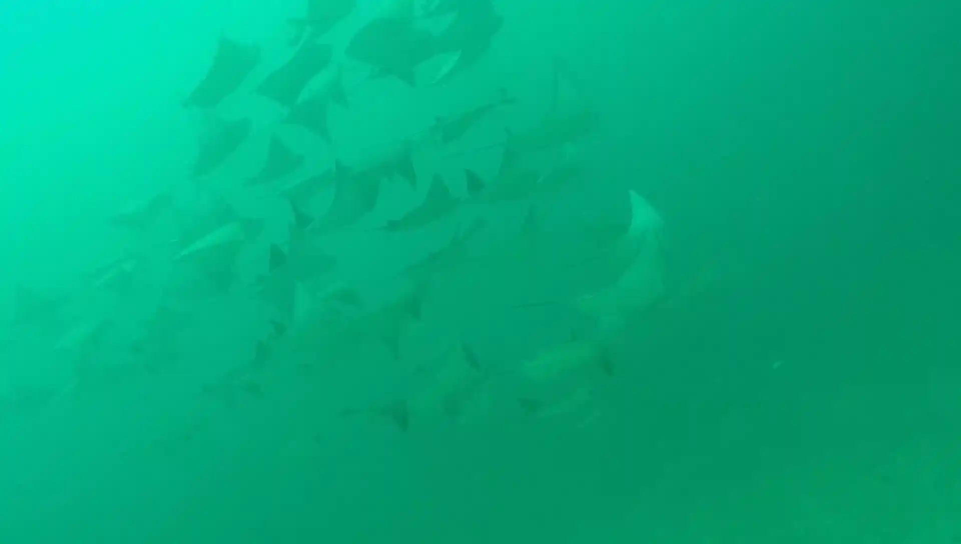 Foto van de duiklocatie