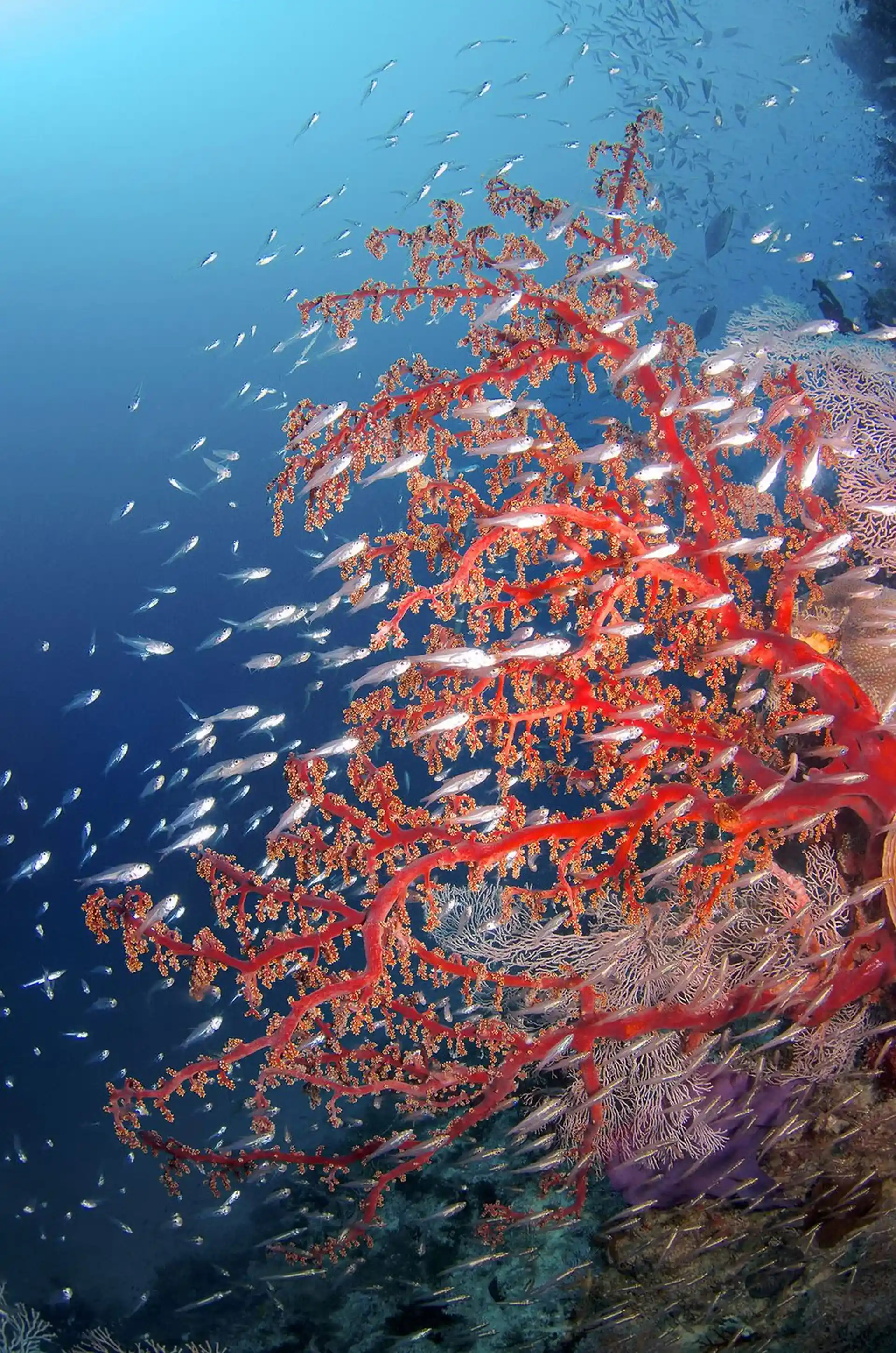 Dive site photo
