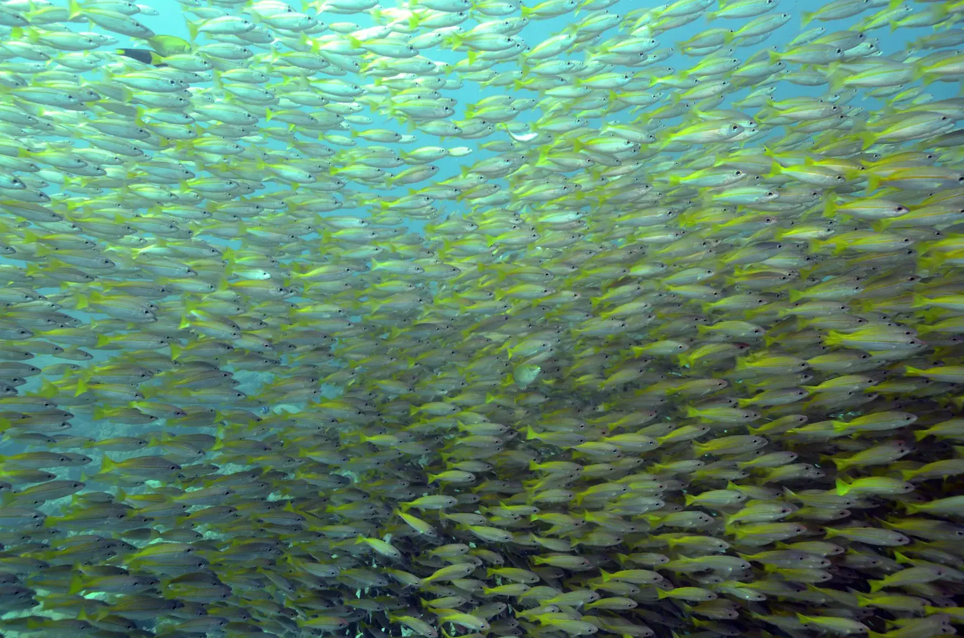 Abundant marine life!