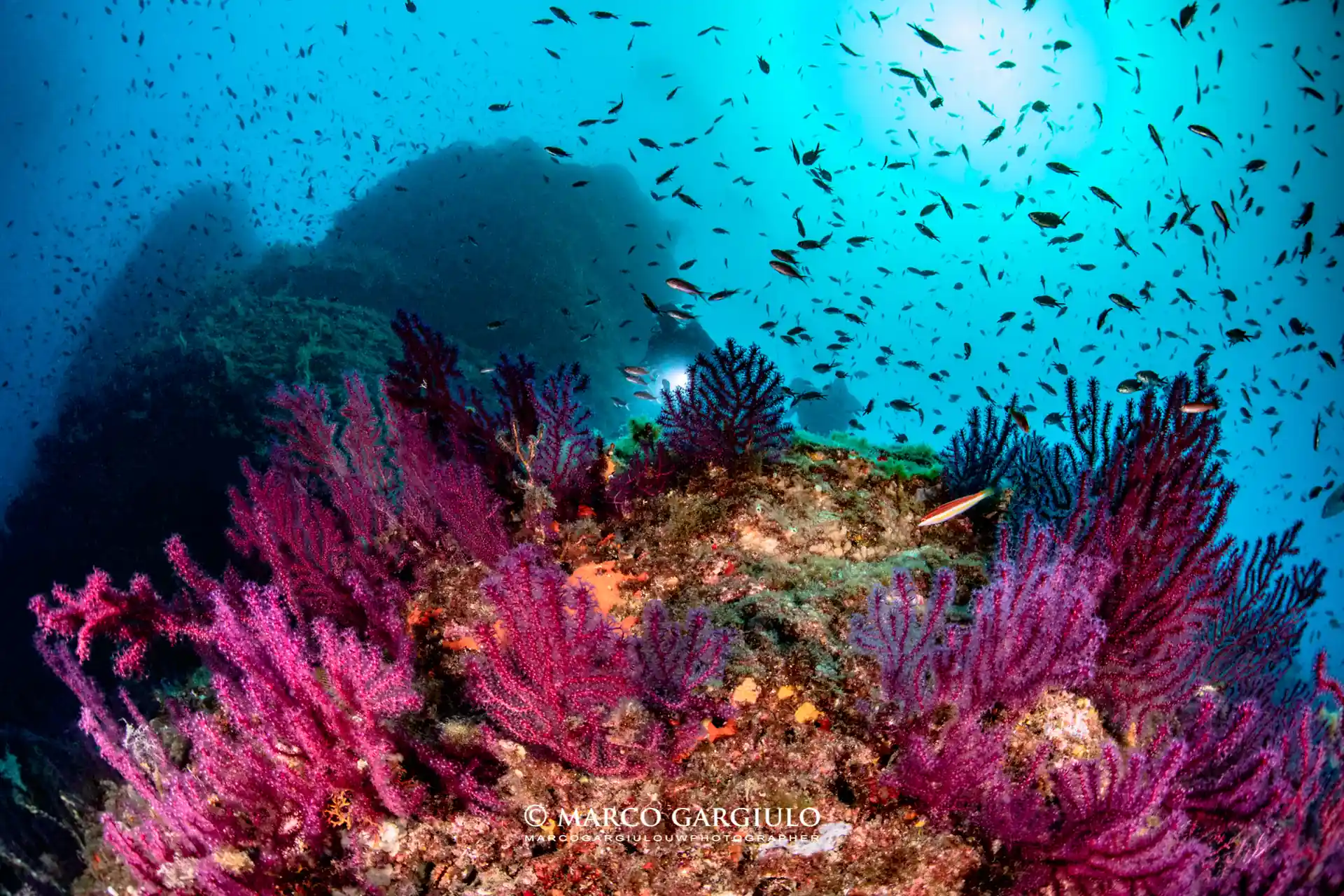 Enjoy two morning dives guided by our excellent Divemasters along the spectacular coast of Sorrento and Amalfi