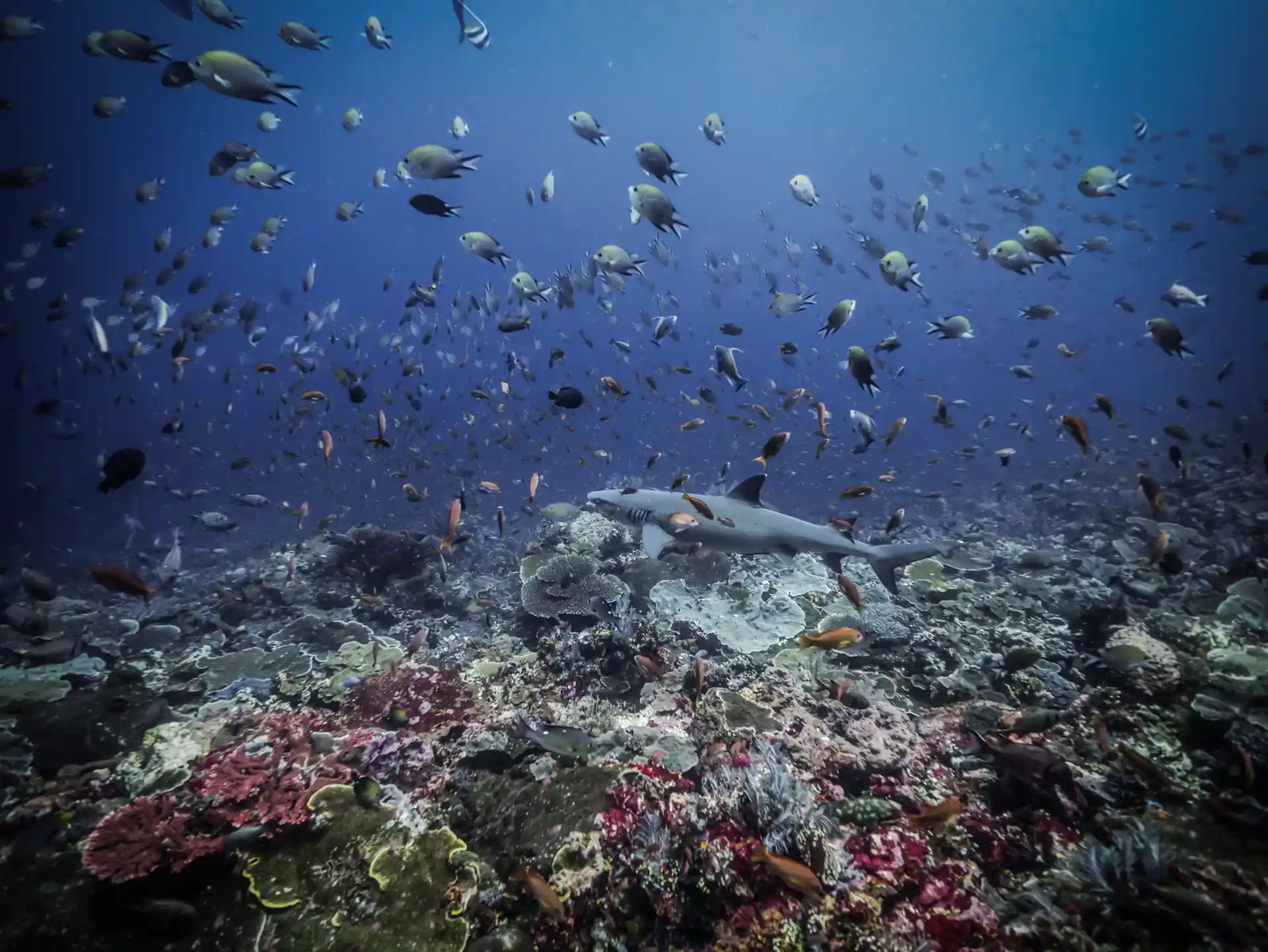 Puoi incontrare gli squali di barriera nella maggior parte dei nostri siti di immersione