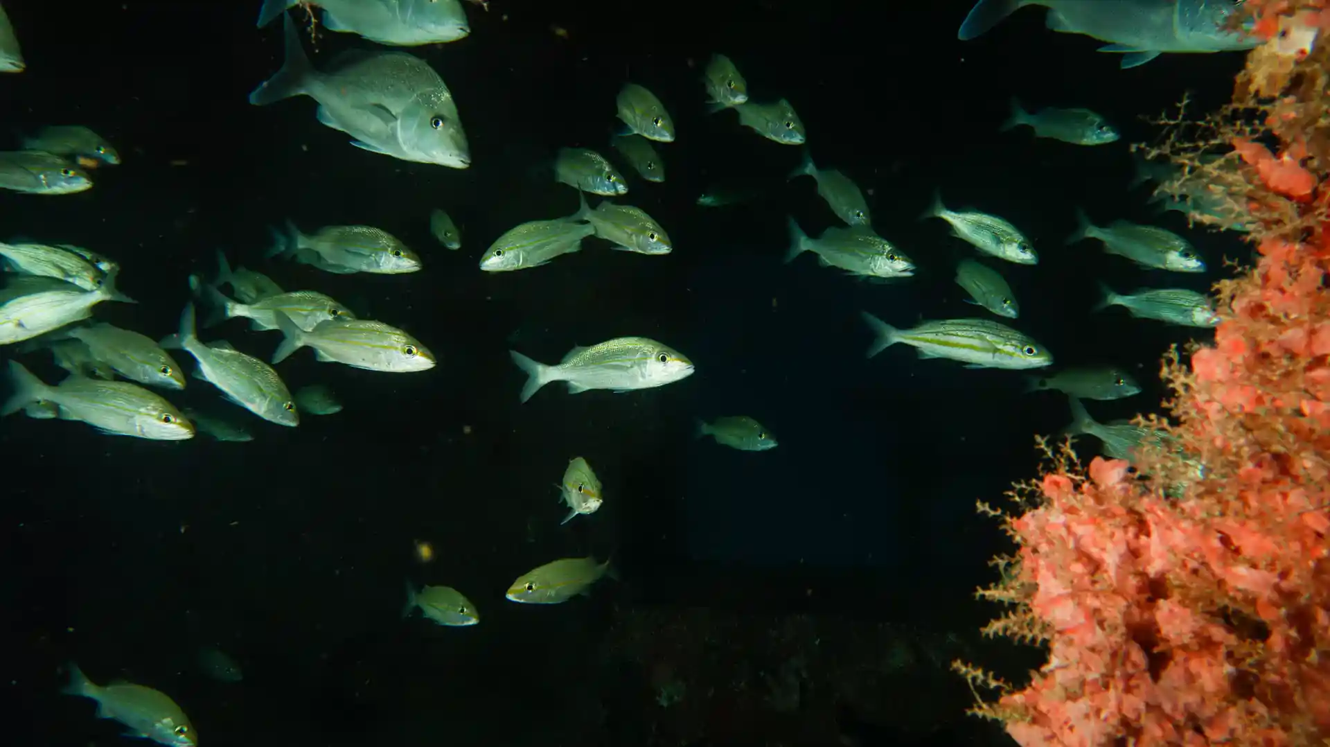Découvrez la vie nocturne d'Akumal sous l'eau