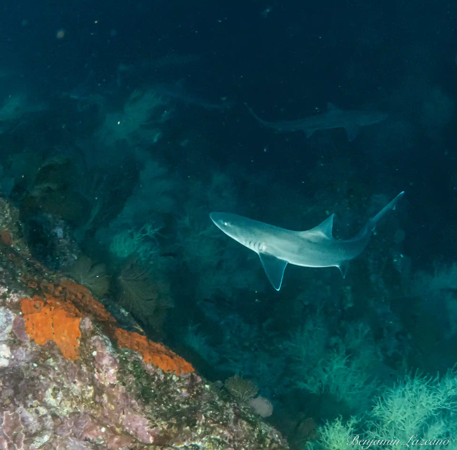 Gli squali Tope sono visti a Gordo Banks, così come gli squali martello e i setai.