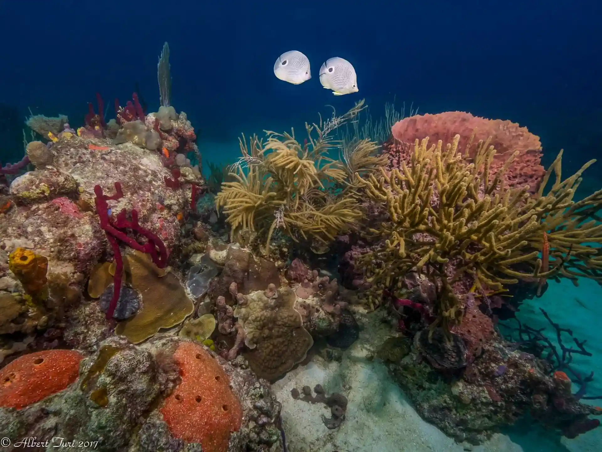 Récifs coralliens actifs et sains