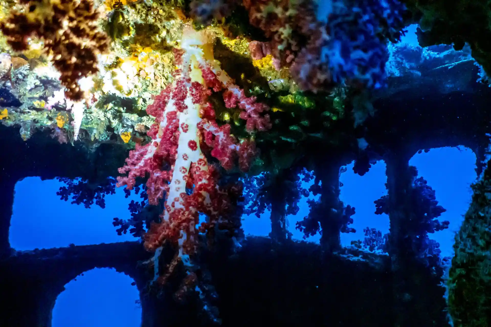 ダイビングサイトの写真