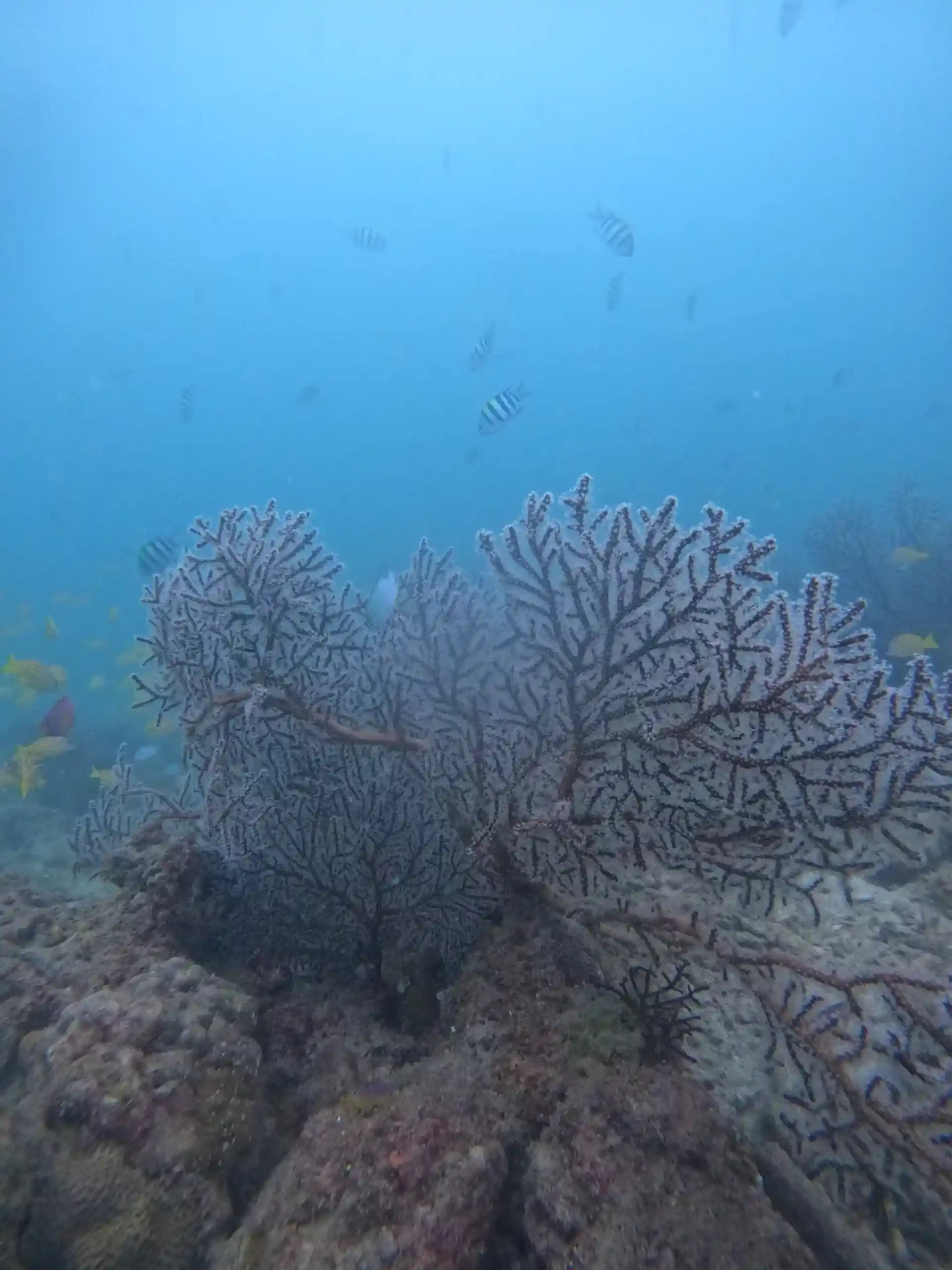 Dive site photo
