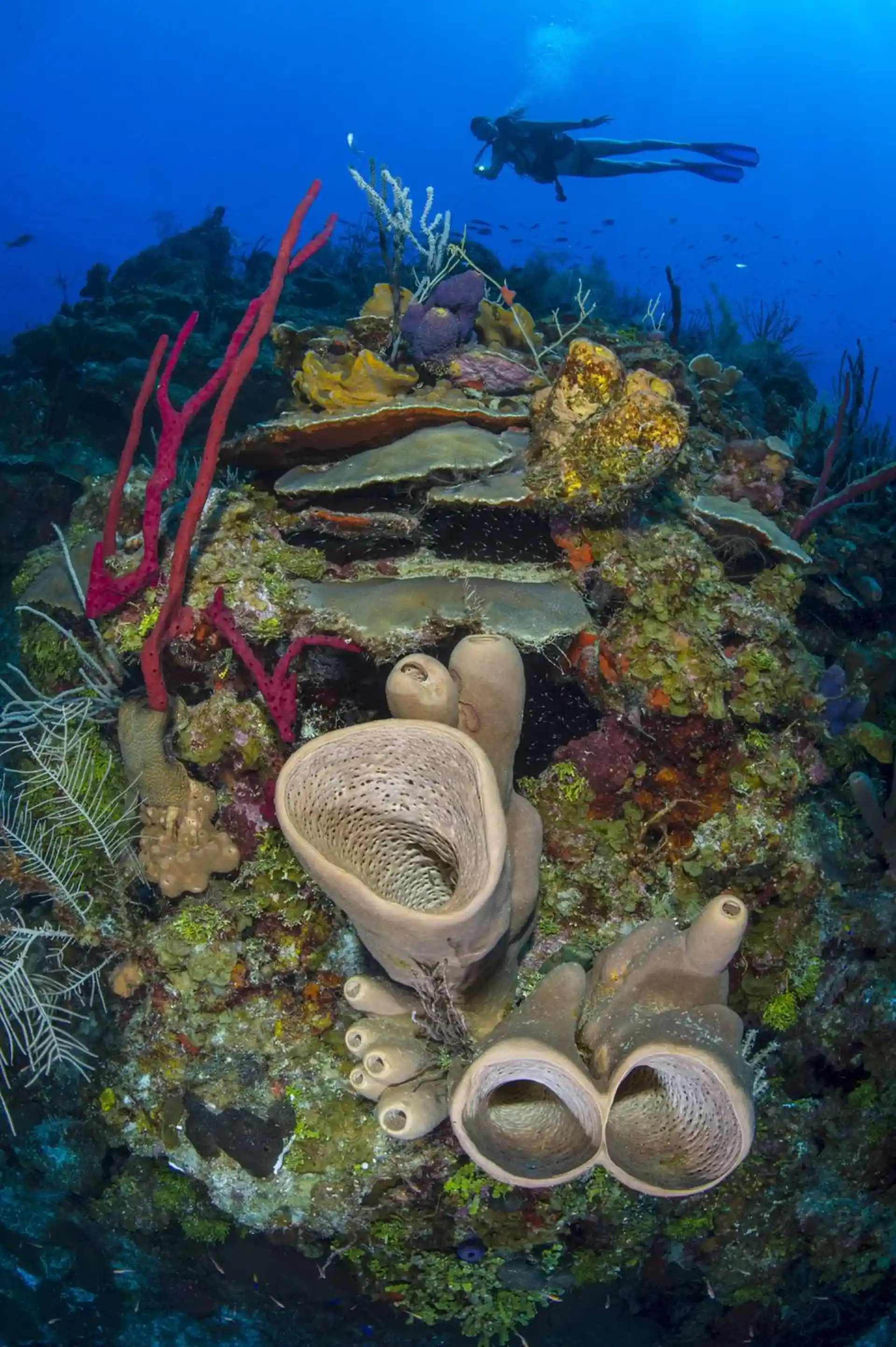 Dive site photo