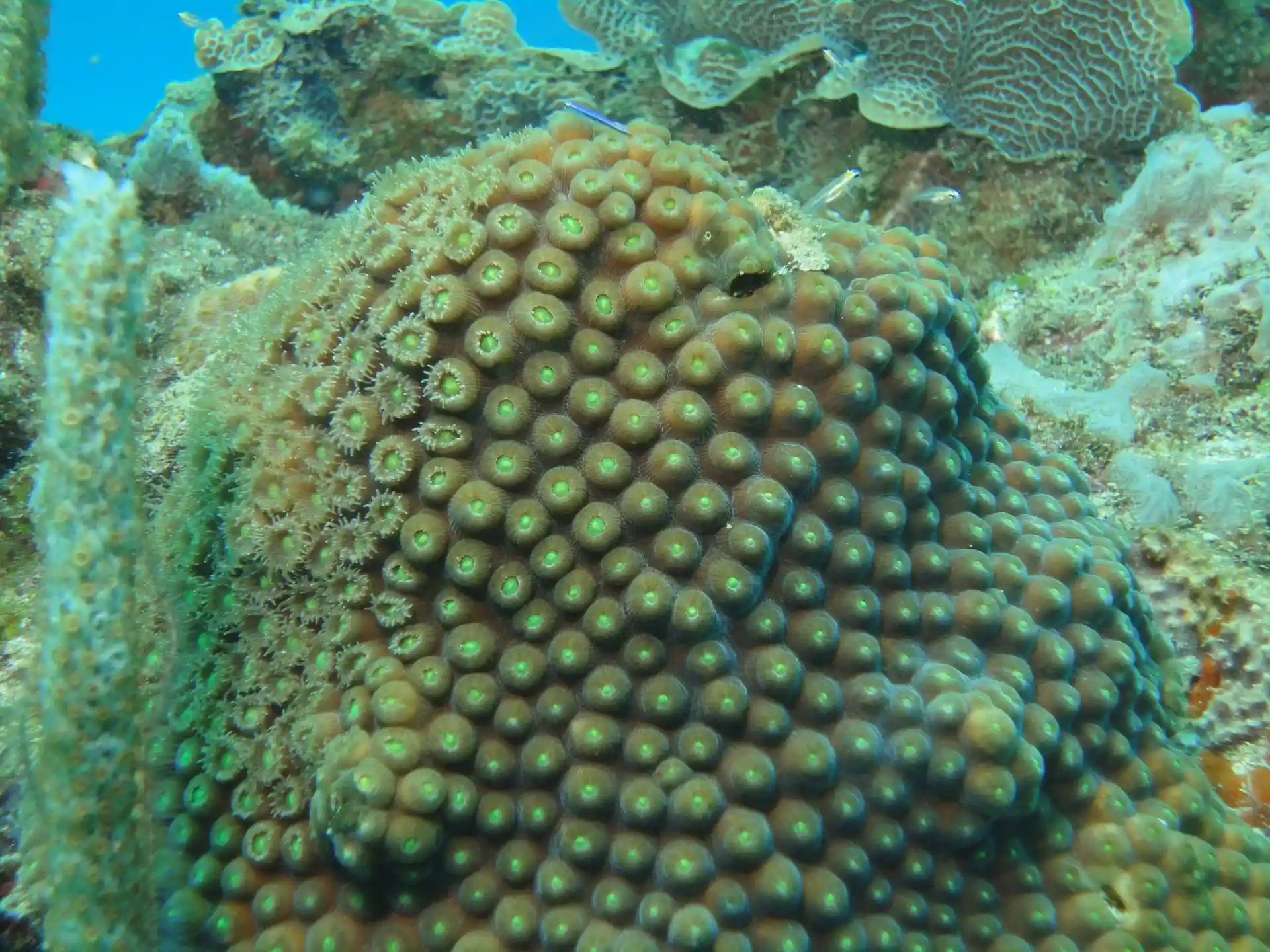 Dive site photo