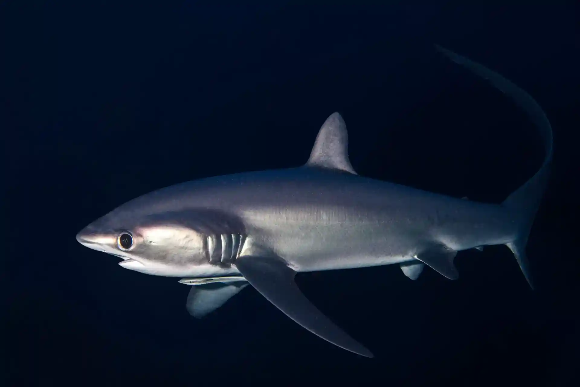 Dive site photo