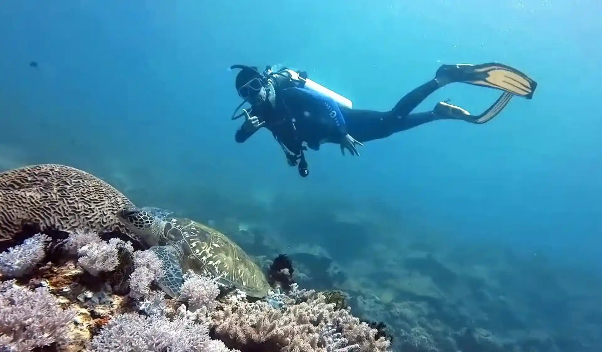 Dive with Turtles
