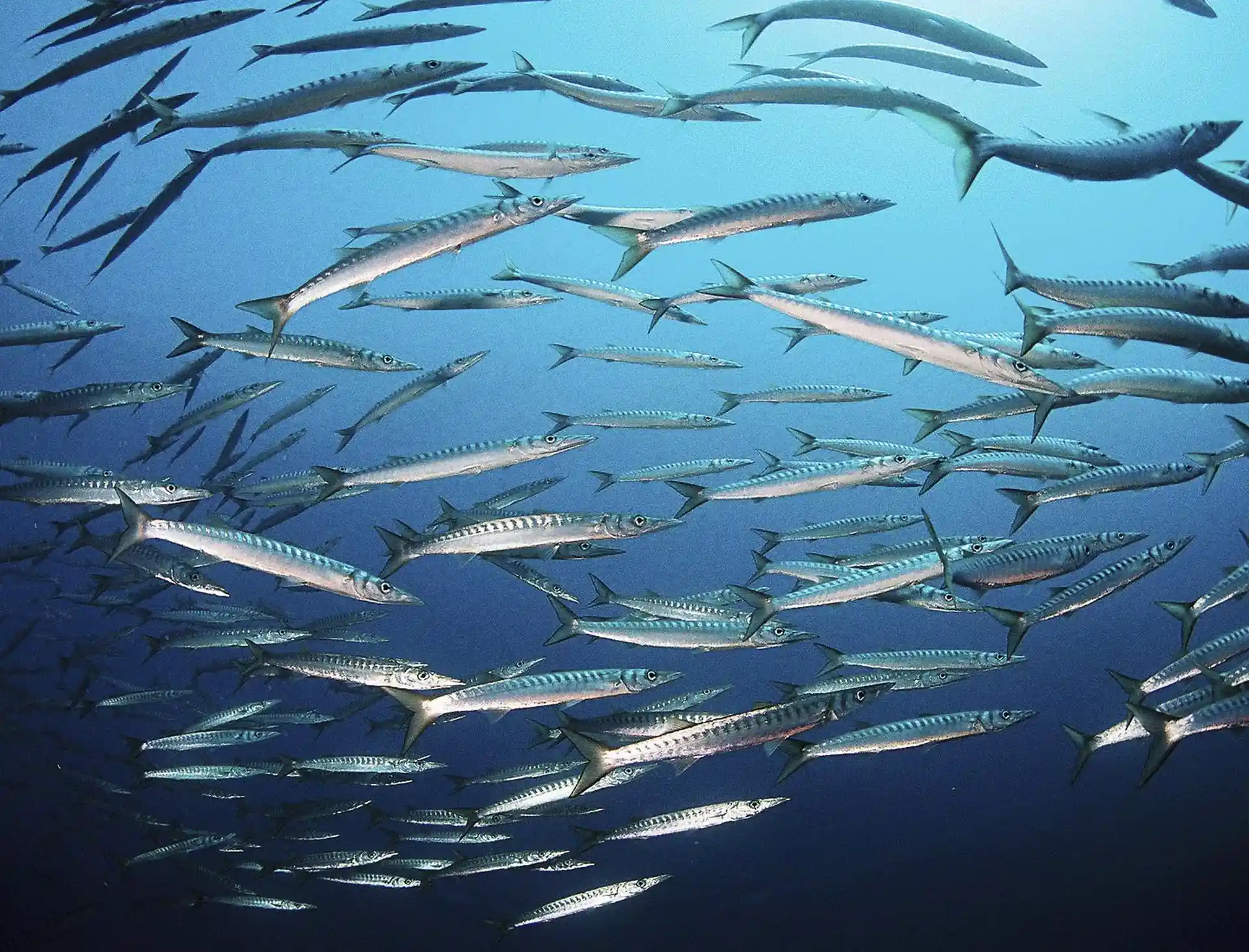 Foto del sitio de buceo