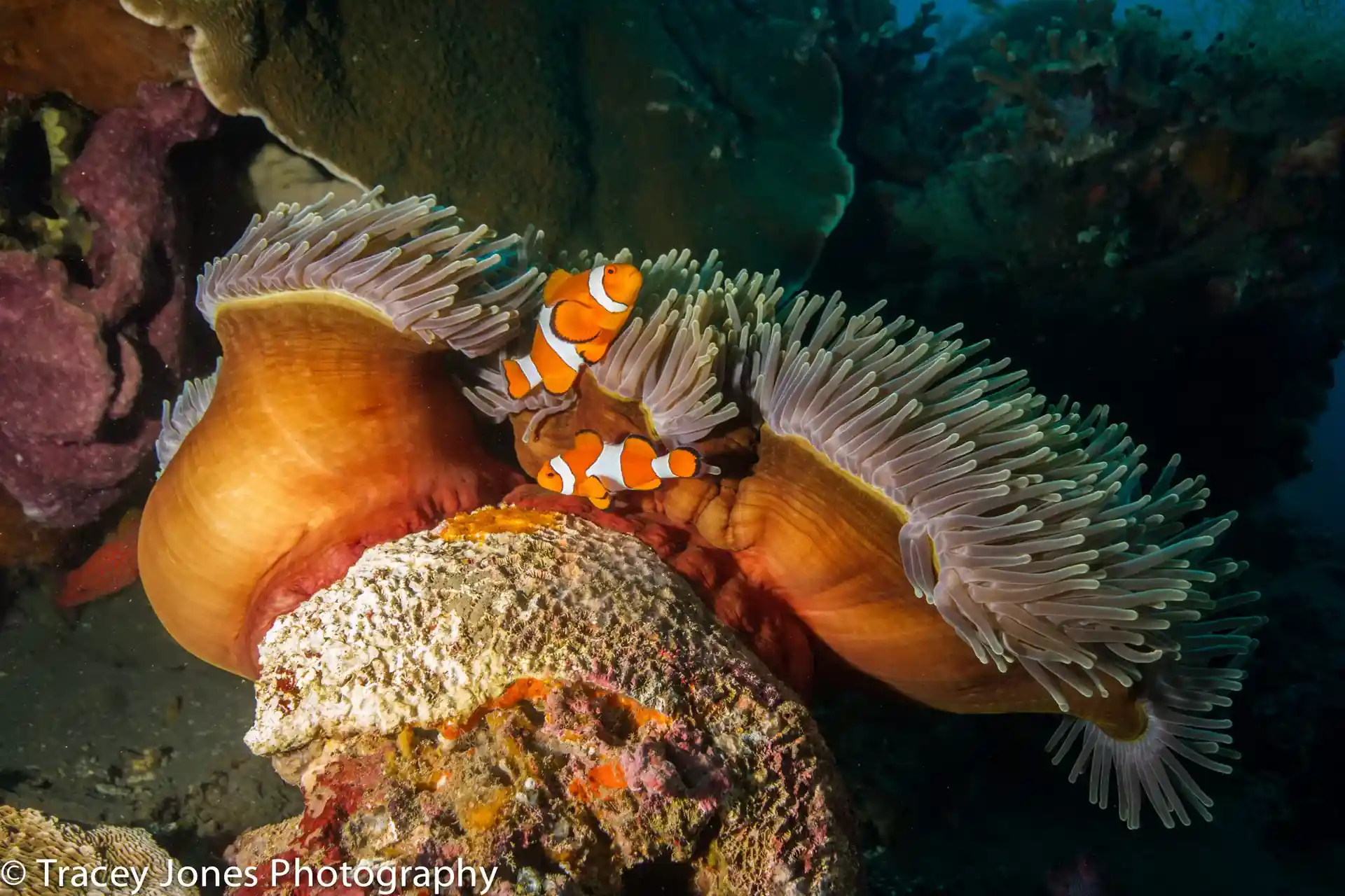 Dive site photo
