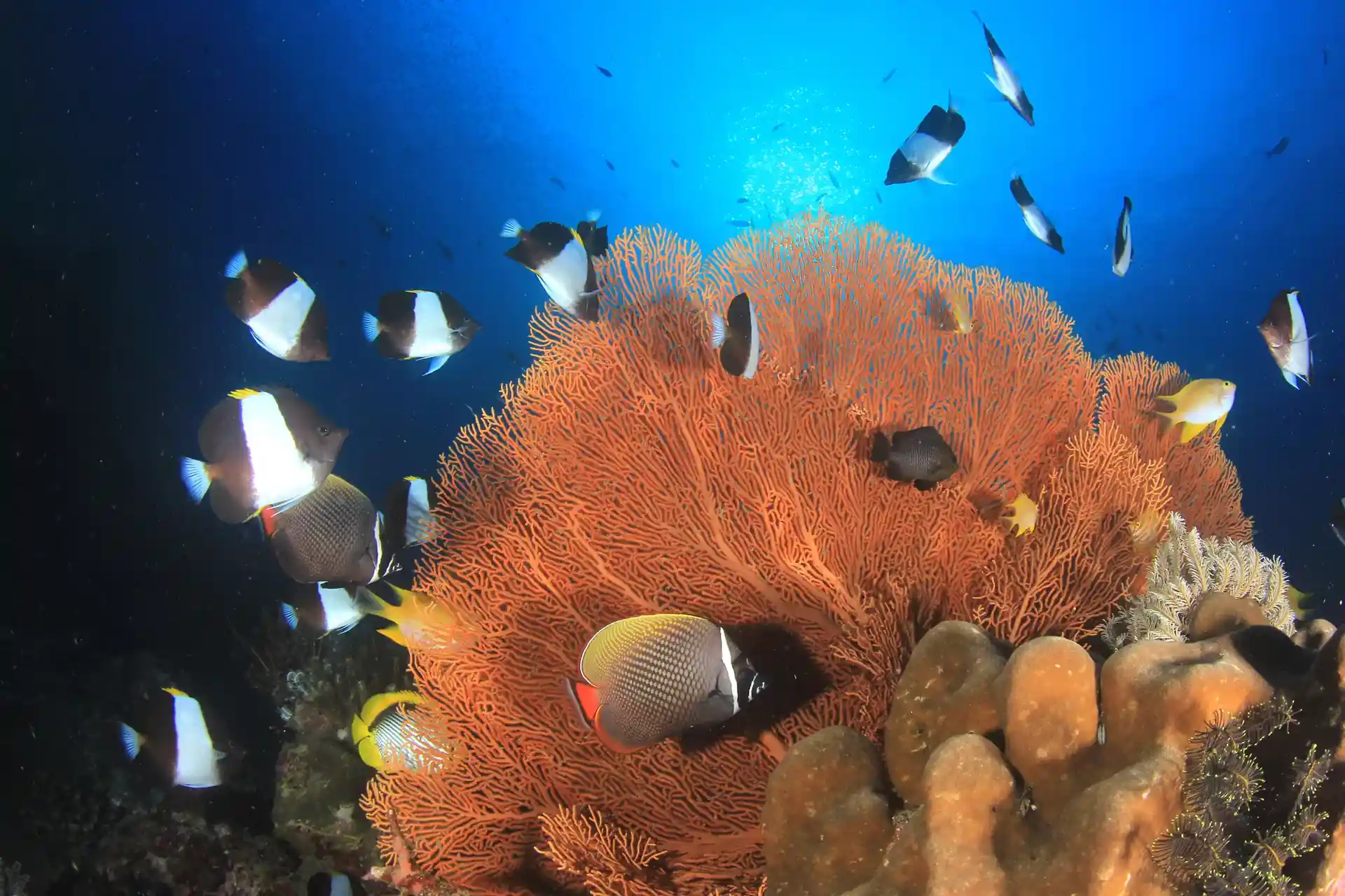 Dive site photo