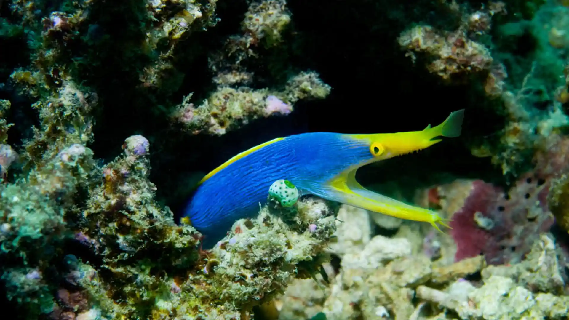 Dive site photo