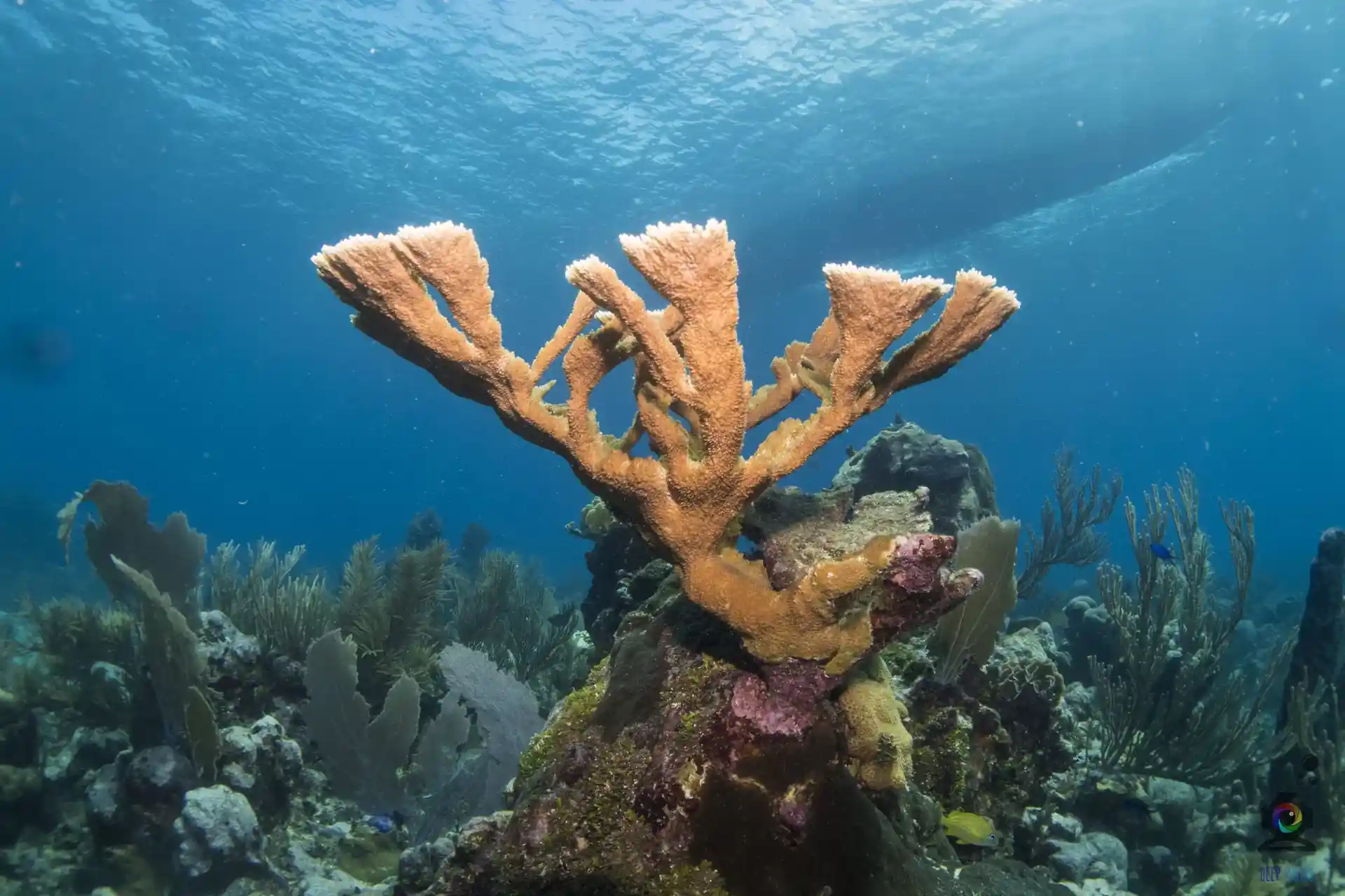 ダイビングサイトの写真