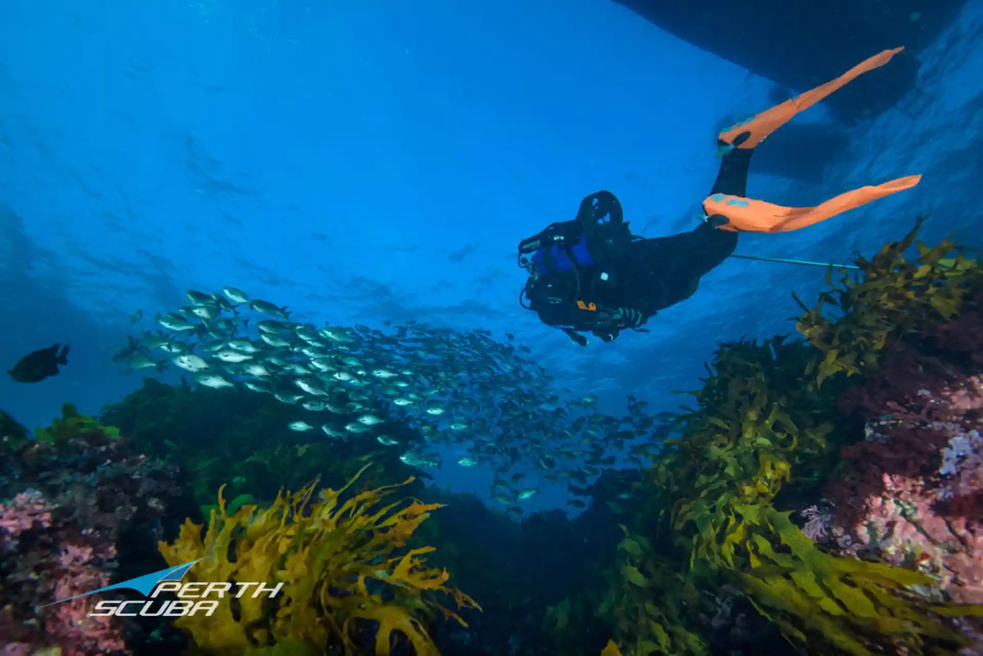 Scuba diving at Rottnest Island, Western Australia