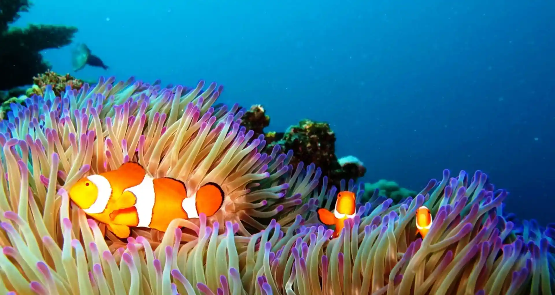 Dive shop photo