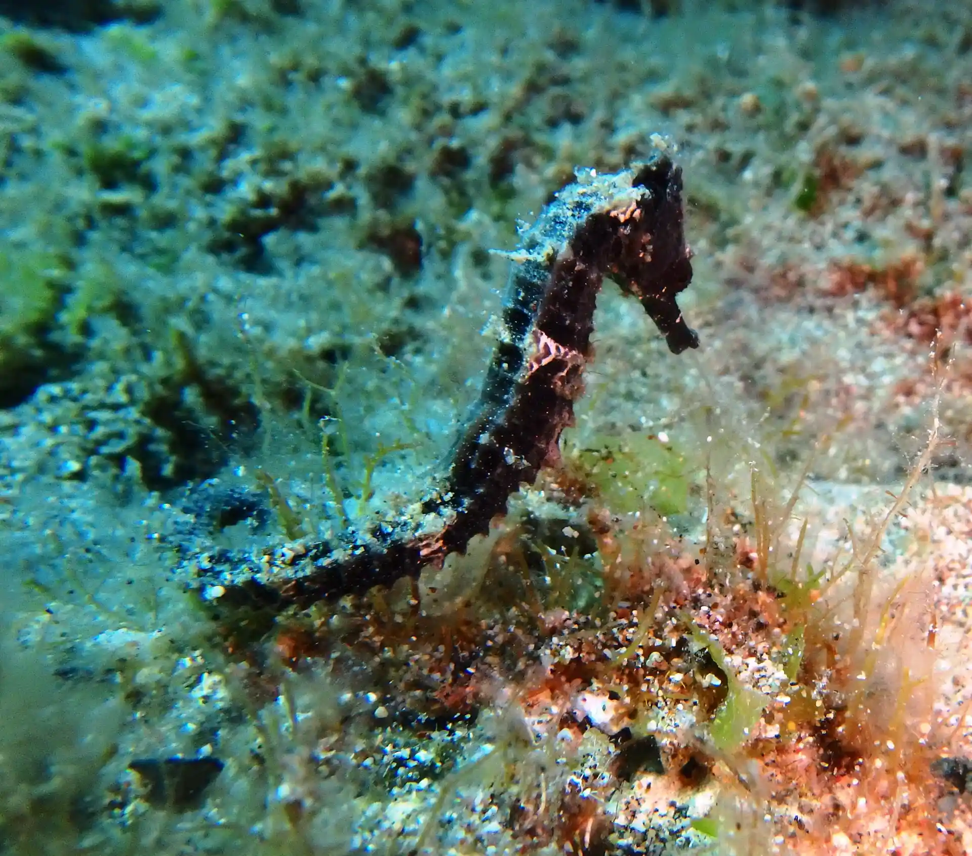 Der Ort, um ein Seepferdchen zu entdecken!