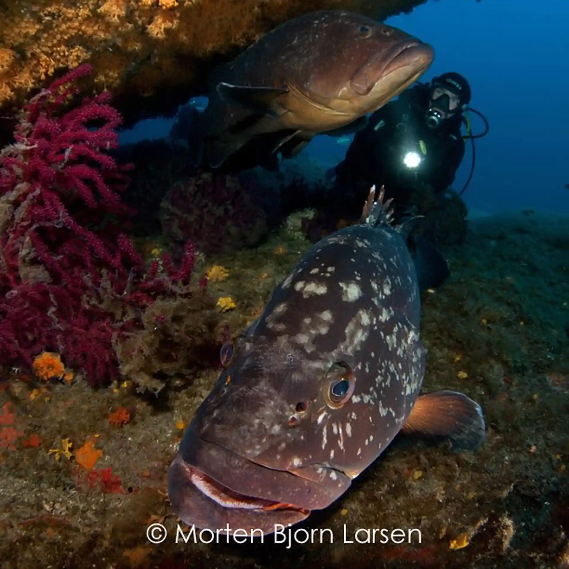 Dive site photo