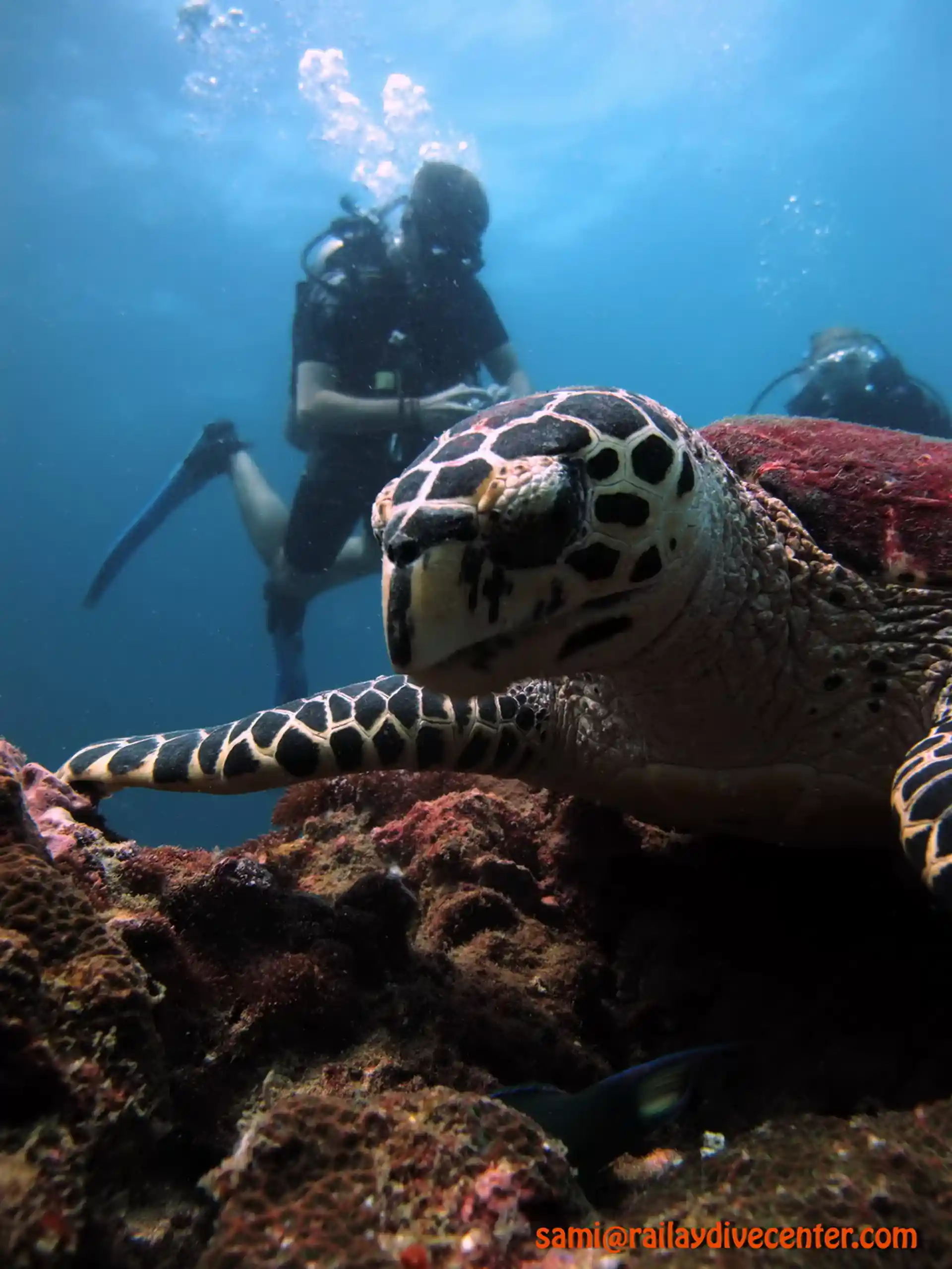 Explore the underwater wonders at your own pace