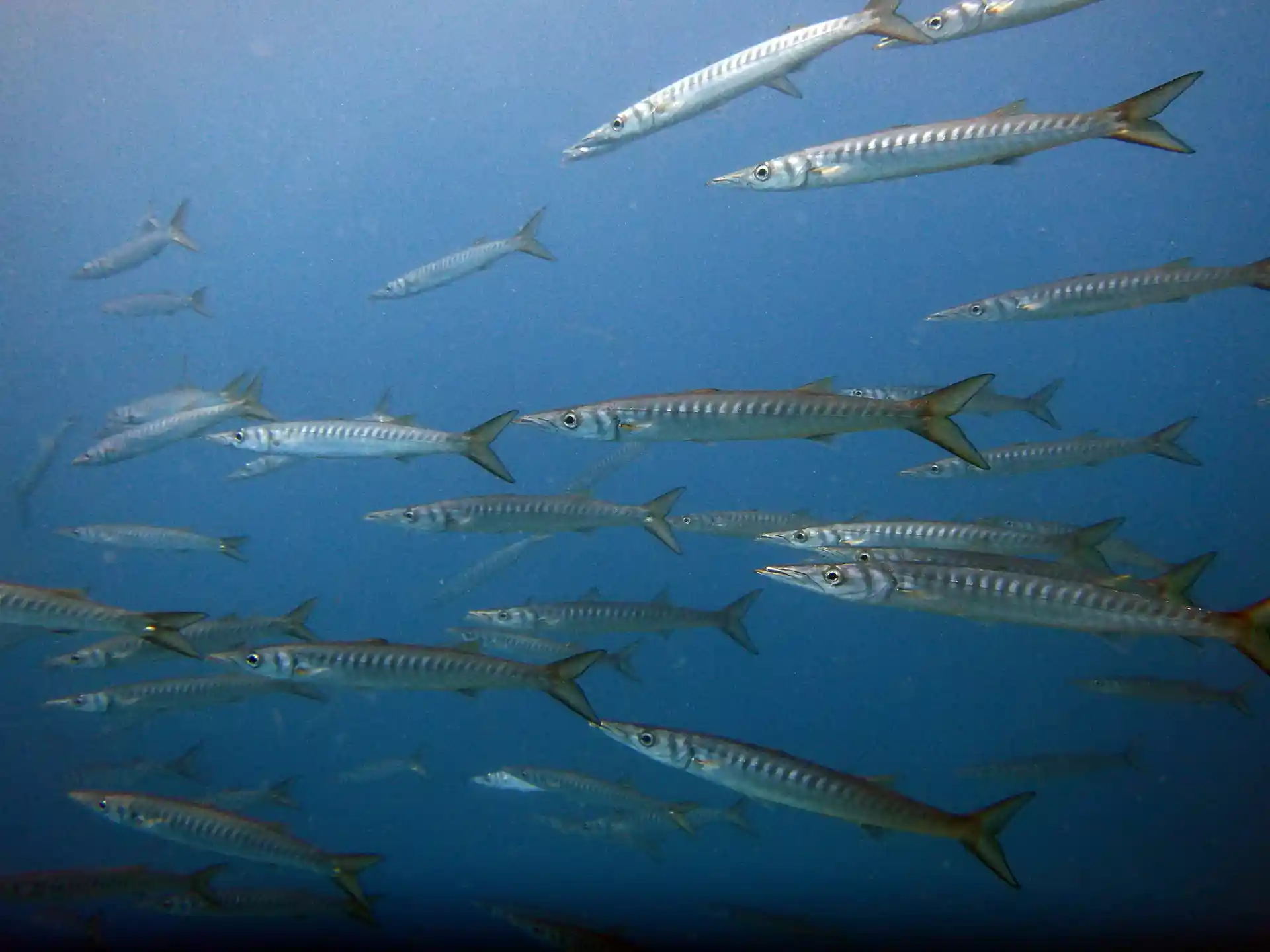 A group of barracudas